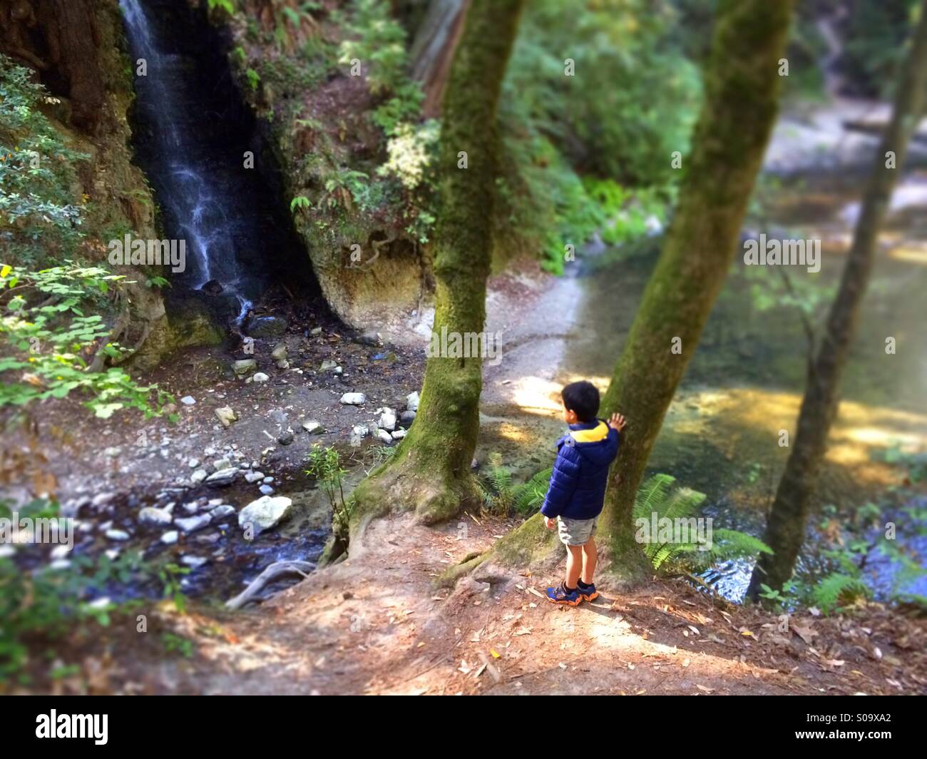Ein sechs Jahre alter Junge sieht an einem Wasserfall auf Bean Creek. Santa Cruz County, California, USA Stockfoto
