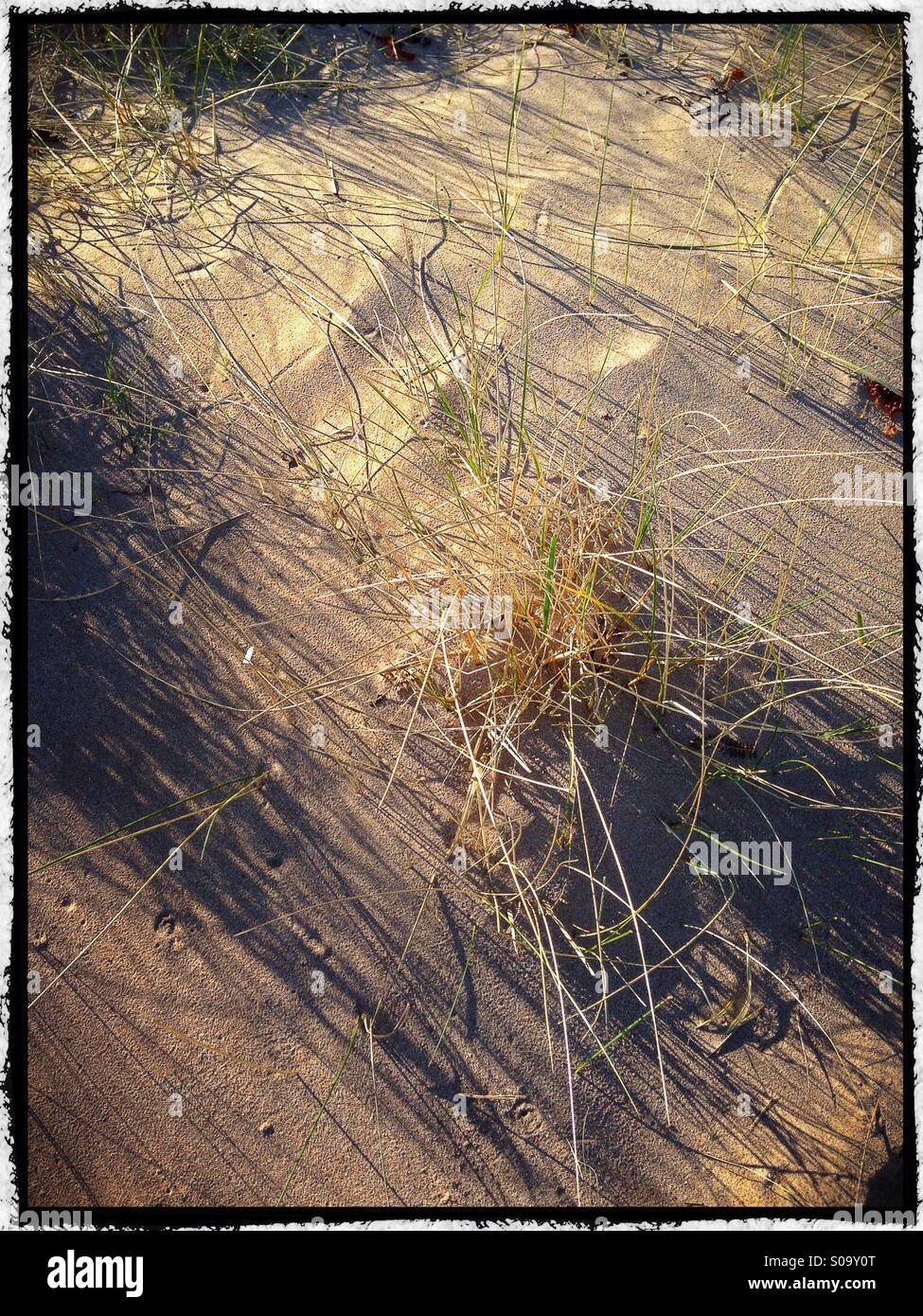 Dünengebieten Grass auf Mellon Udrigle Strand, Wester Ross, Schottisches Hochland Stockfoto