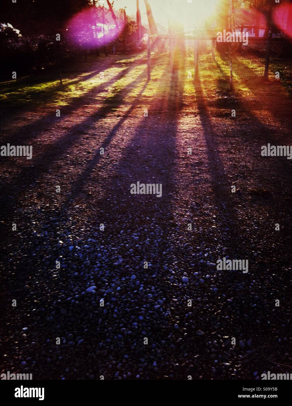 Schöne lange Schatten der Bäume bei Sonnenuntergang - Smartphone-aufgenommenes Stockfoto