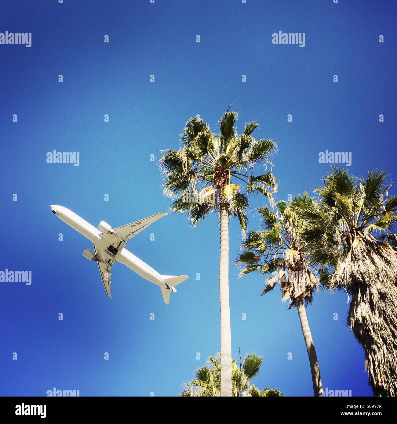 Ein Flugzeug startet am LAX Flughafen mit Palmen im Vordergrund. Los Angeles, Kalifornien USA. Stockfoto