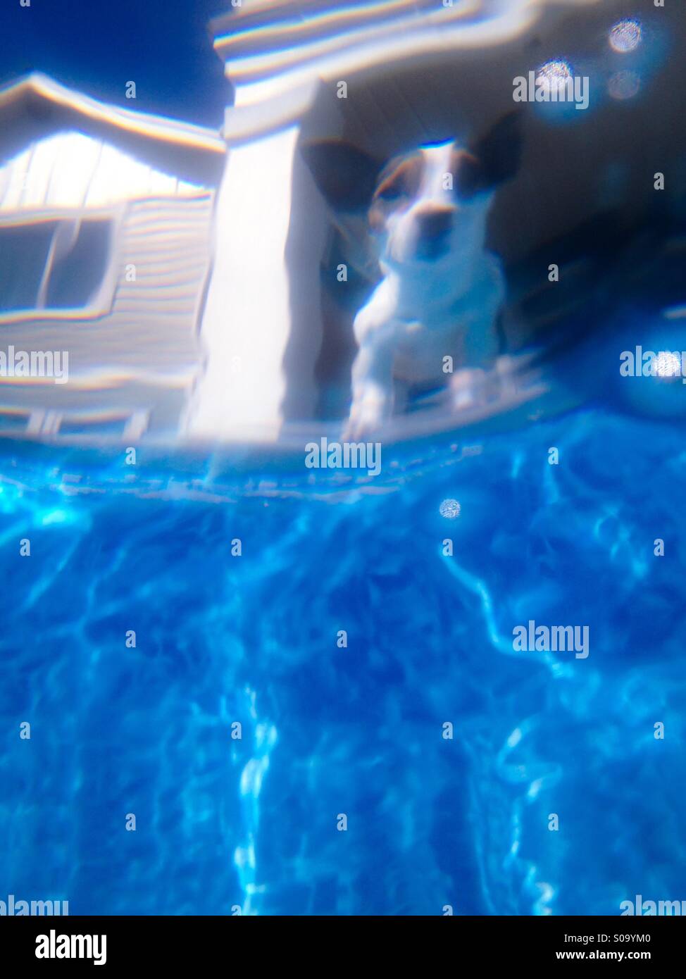 Unterwasser-Shot, Hundesitting am Swimming Pool Rand blickte. Stockfoto