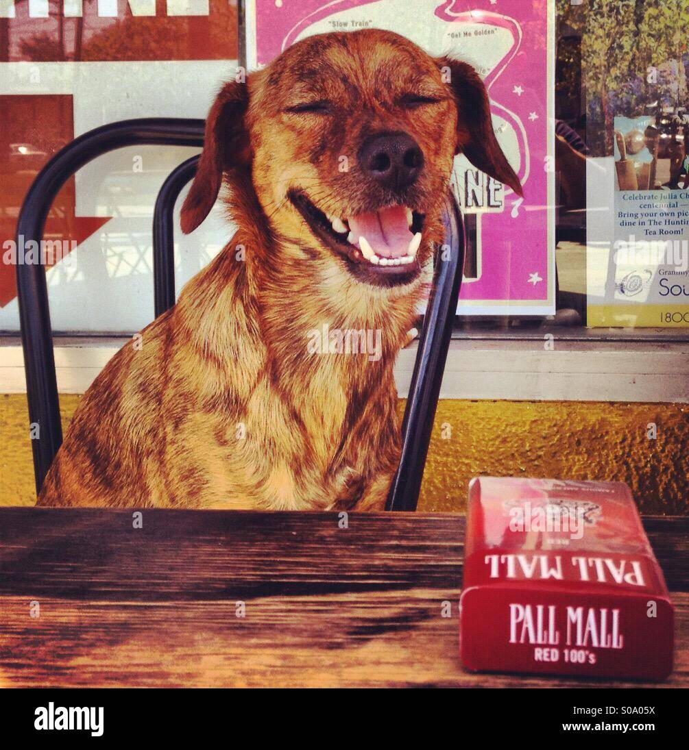 Lächelnd Hund mit Zigaretten. Stockfoto