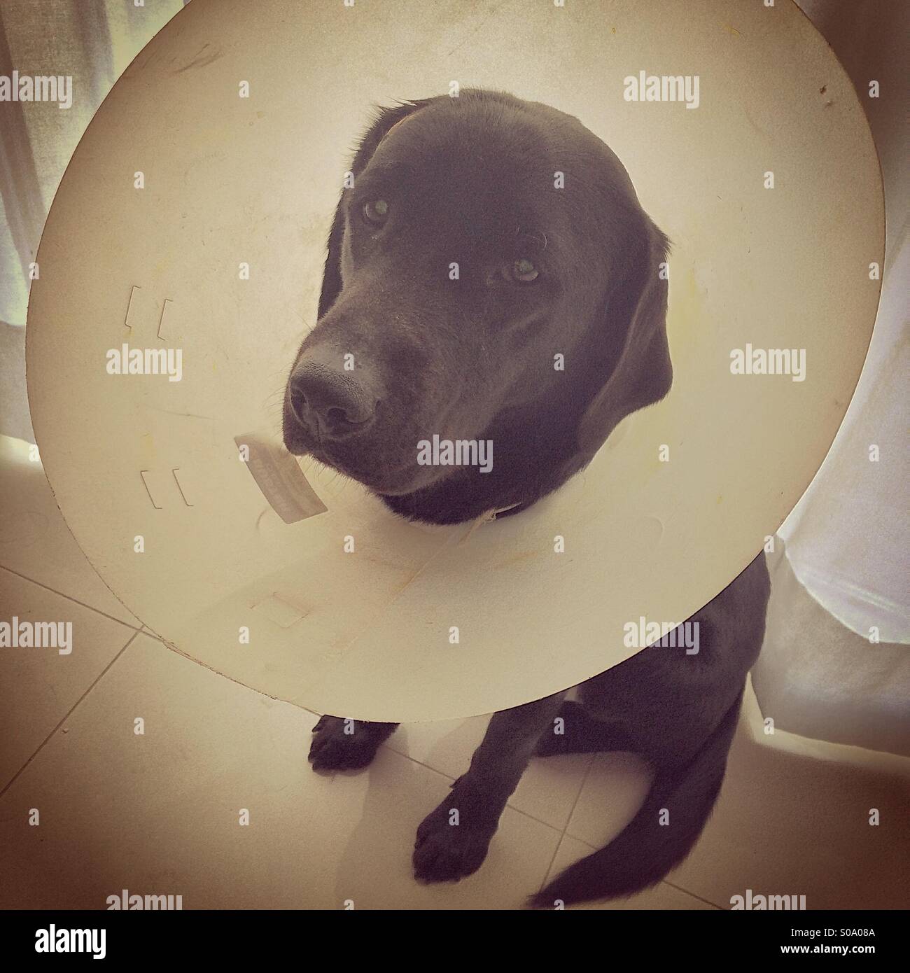 Verletzter Hund trägt ein Halsband Haustier Kegel Stockfoto