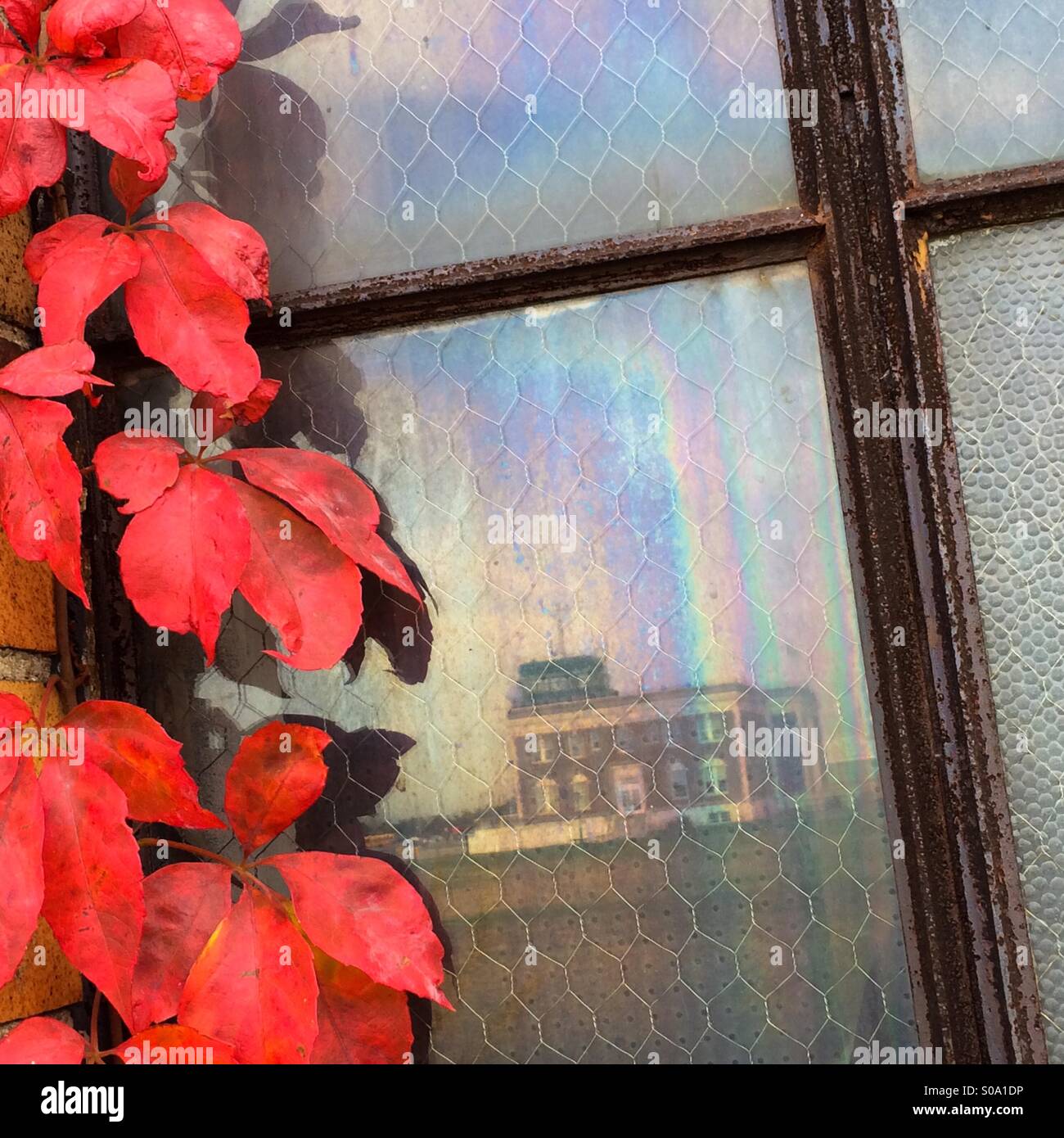 Herbstliche Reben und Reflexion Stockfoto