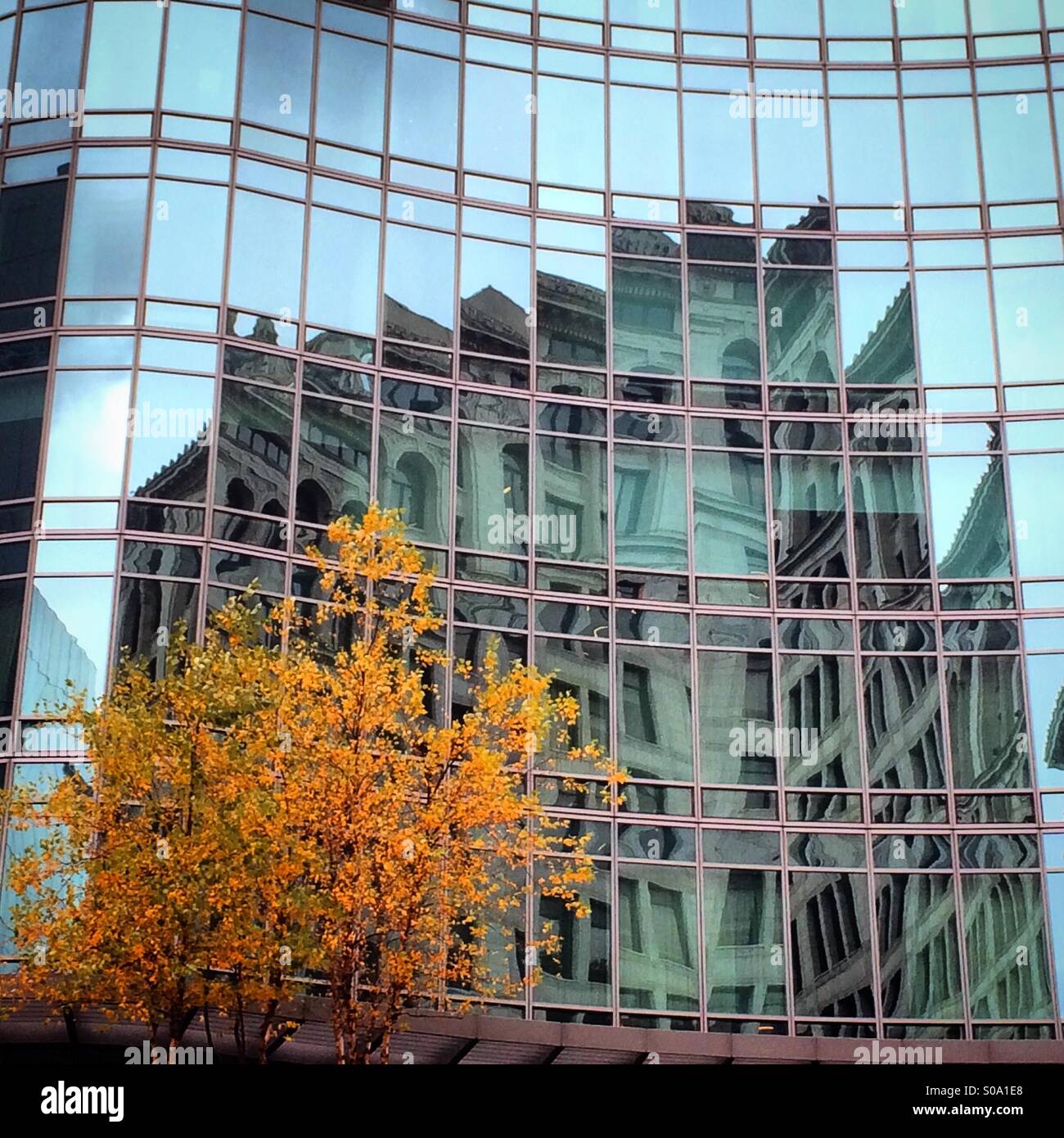 Herbst Baum und Reflexion des Gebäudes Stockfoto