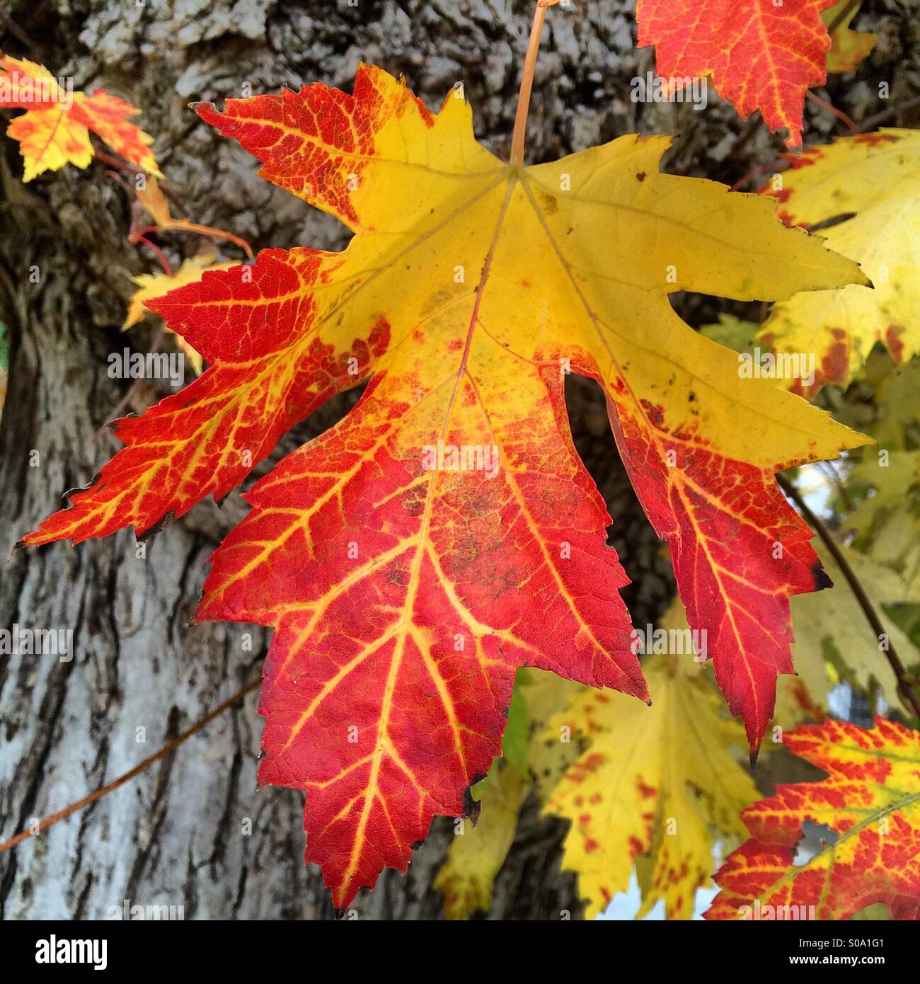Herbst-Maple Leaf Stockfoto