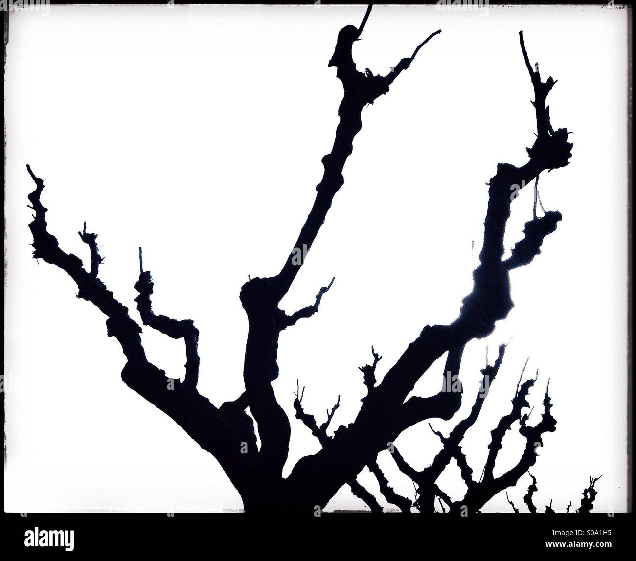 Baum Zweig Silhouette im Winter auf weißem Hintergrund Stockfoto