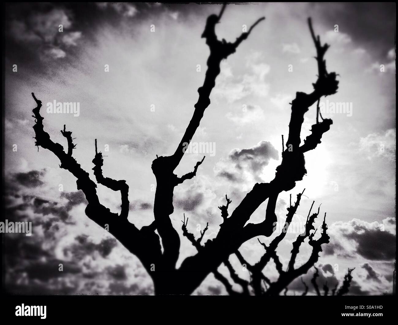 Baum Zweig Silhouette im Winter an bewölkten Himmel Stockfoto
