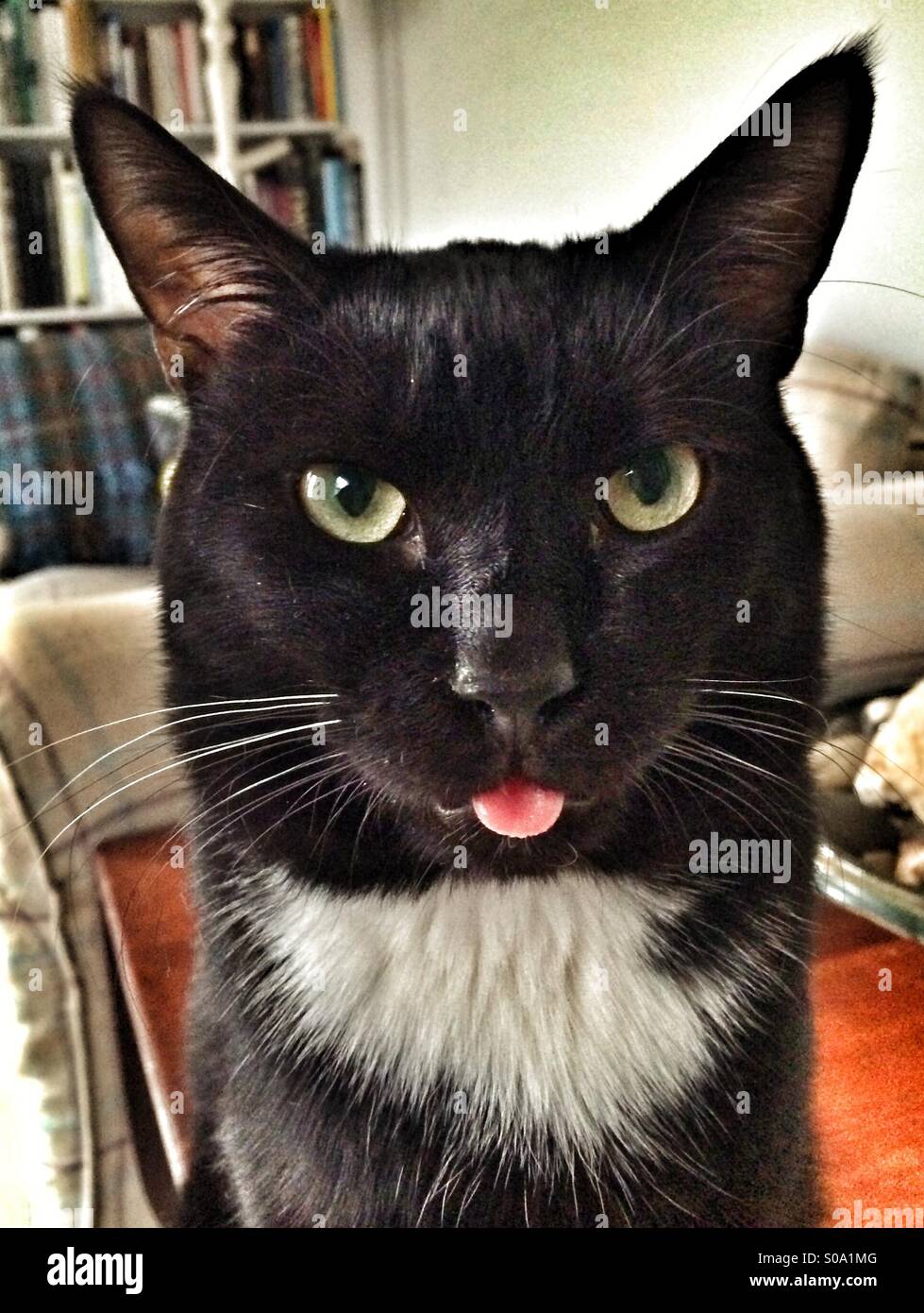Eine schwarze und weiße Katze, seine Zunge heraus - Smartphone-aufgenommenes Stockfoto