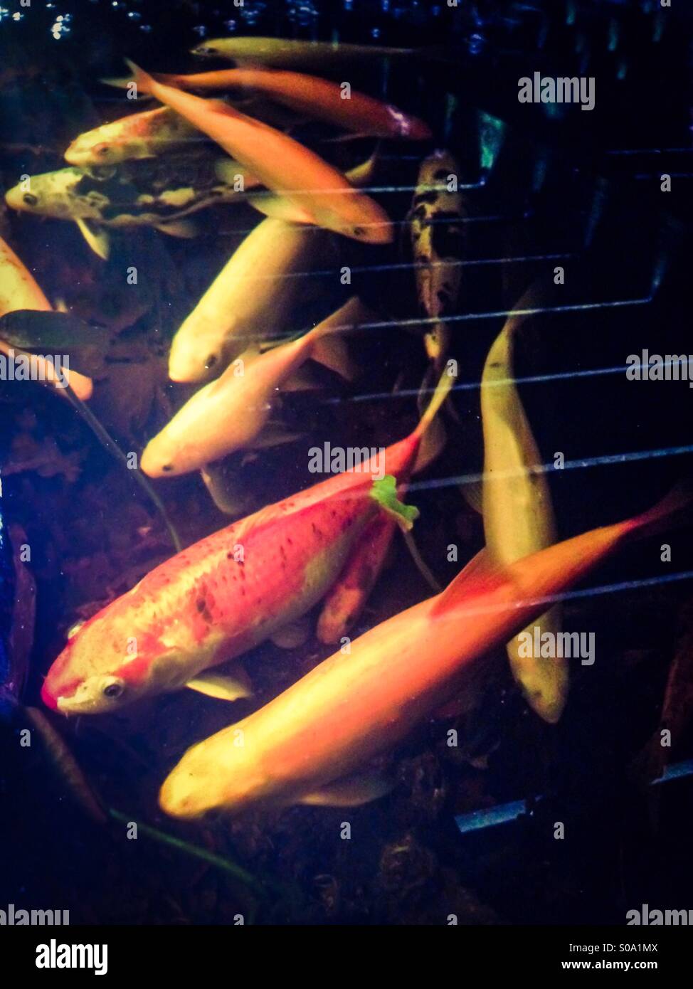 Koi-Karpfen in einem Teich mit Belag durchscheinende Licht. - Smartphone-aufgenommenes Stockfoto