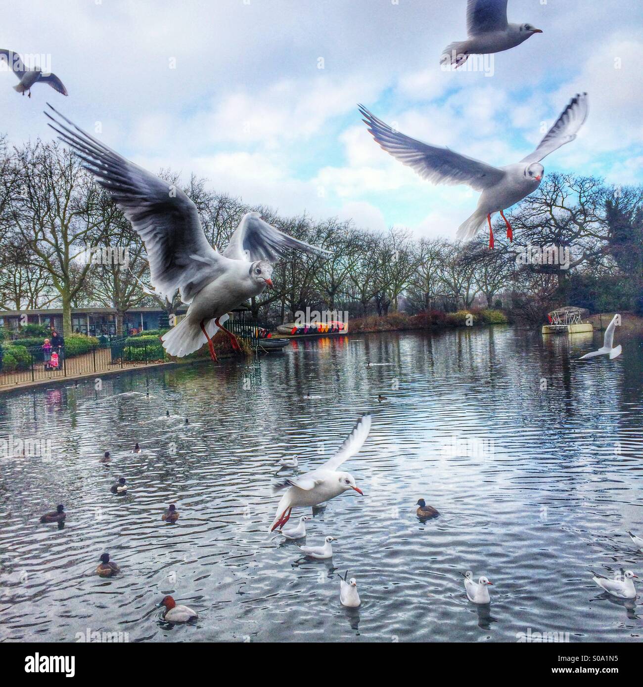Möwen fliegen in einem Londoner park - Smartphone-aufgenommenes Stockfoto