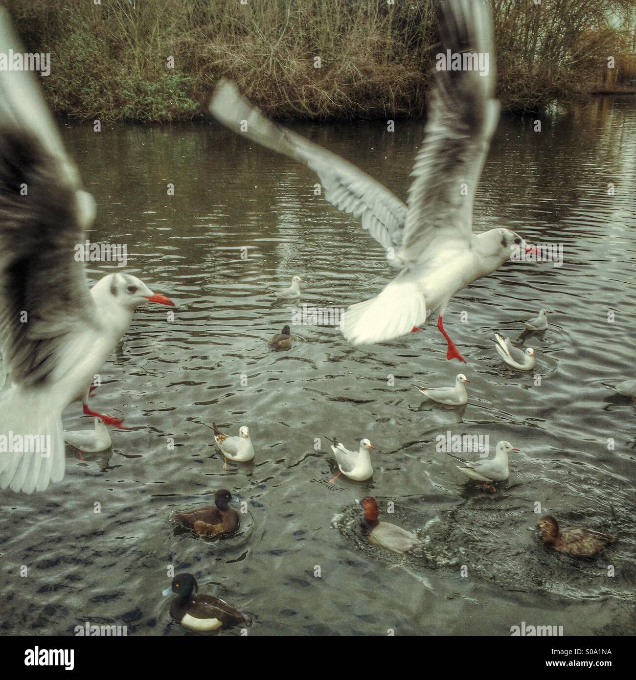 Möwen fliegen in einem Londoner park - Smartphone-aufgenommenes Stockfoto