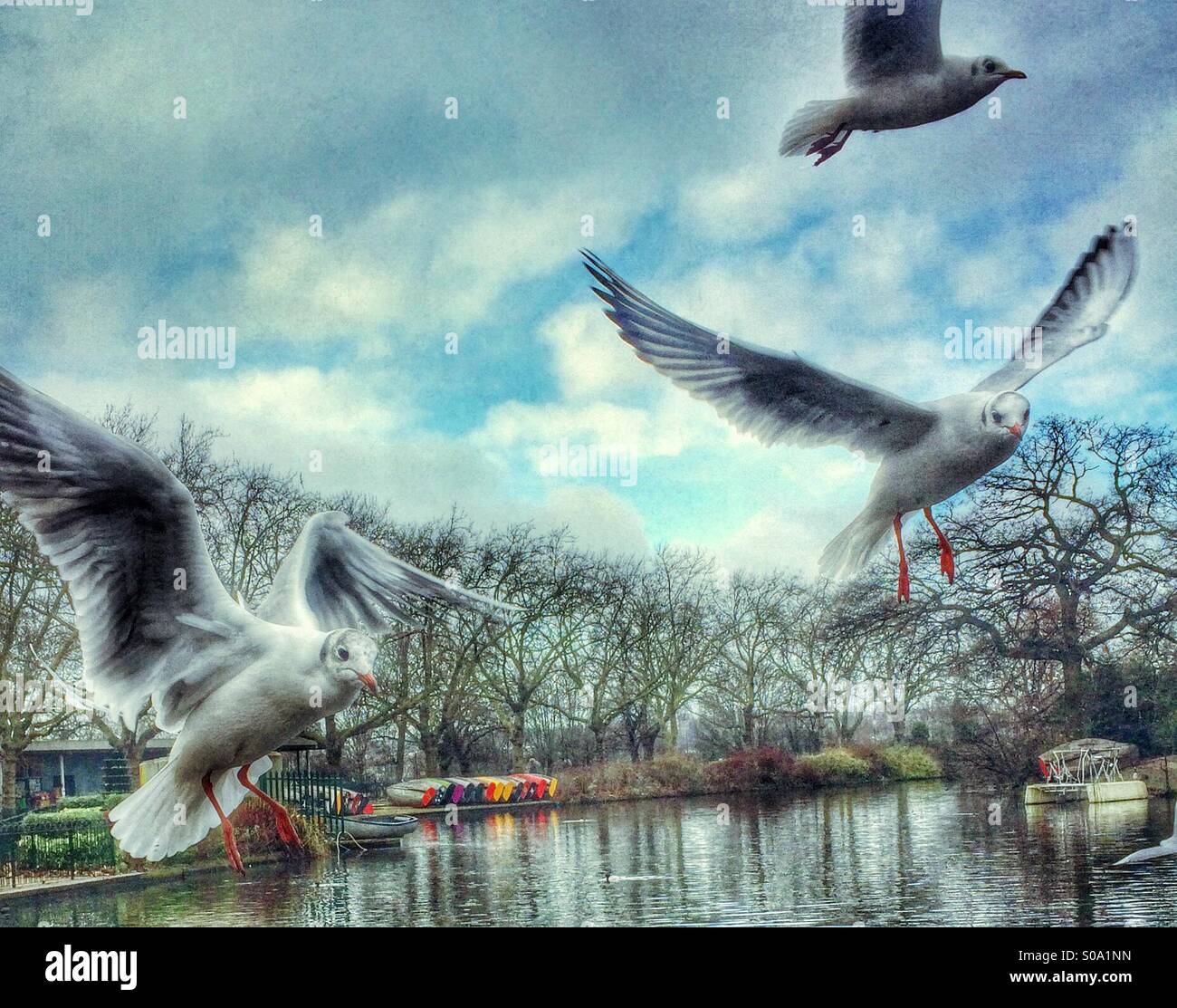 Möwen Fliegen Stockfotos und bilder Kaufen Alamy