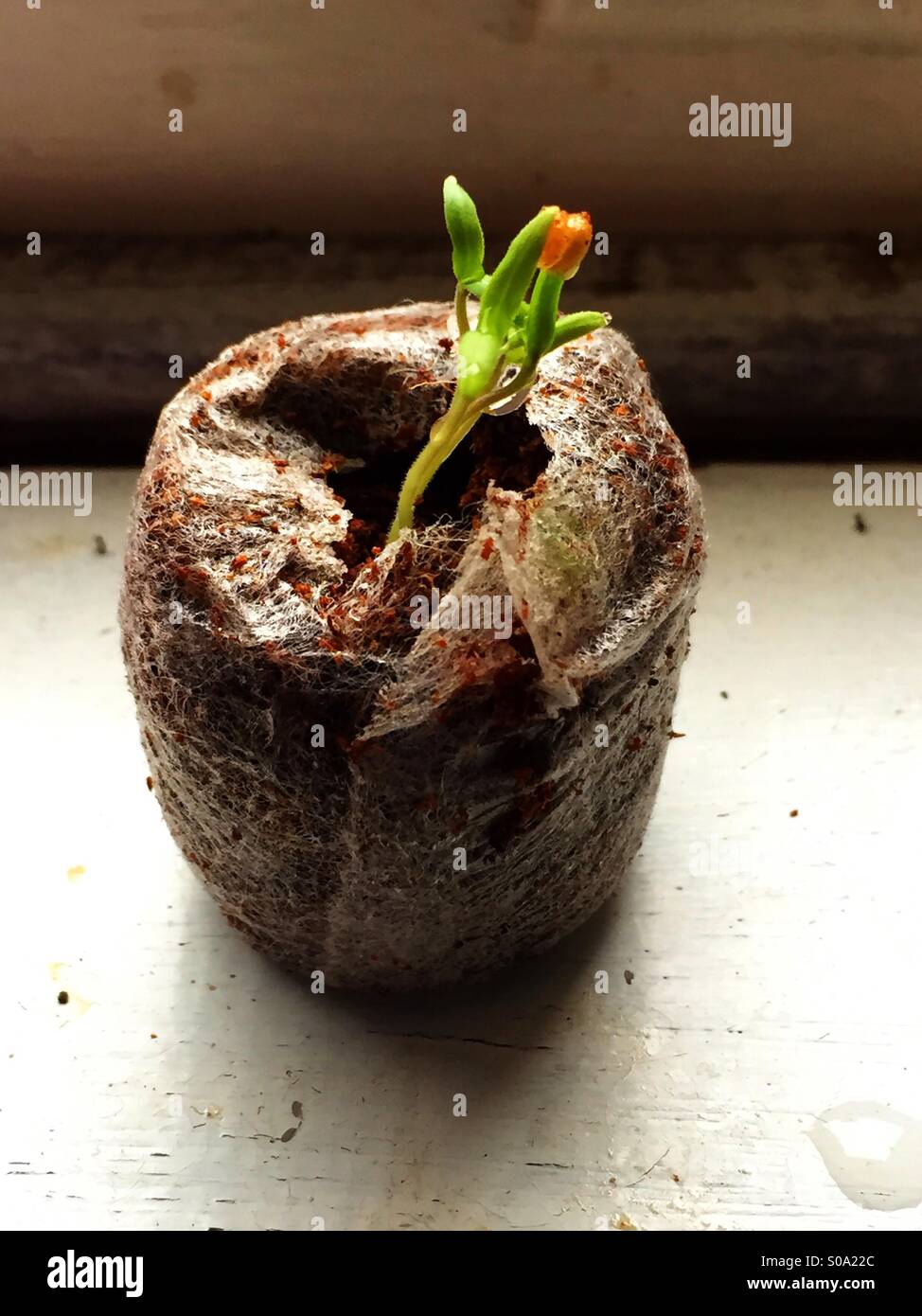 Tomaten sprießen Stockfoto