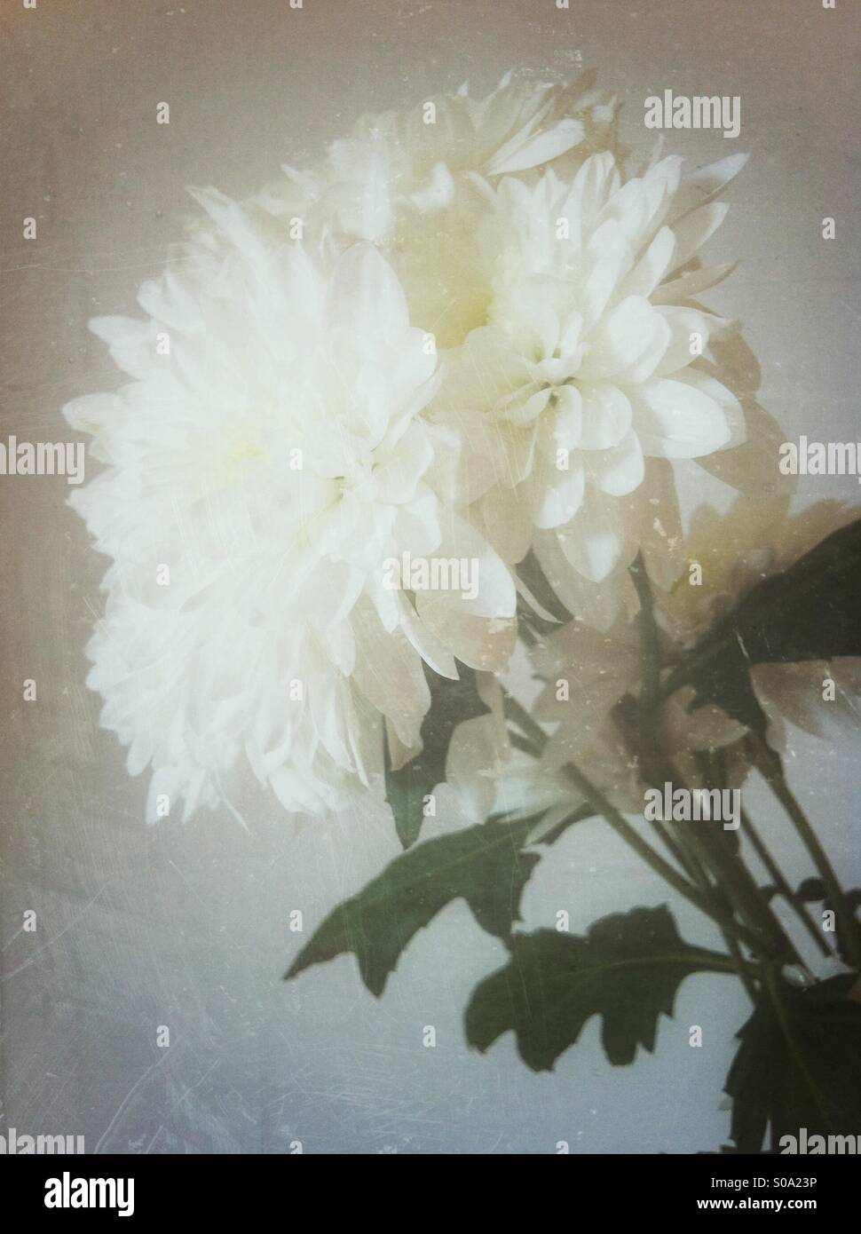 Weiße Chrysanthemeblumen Stockfoto