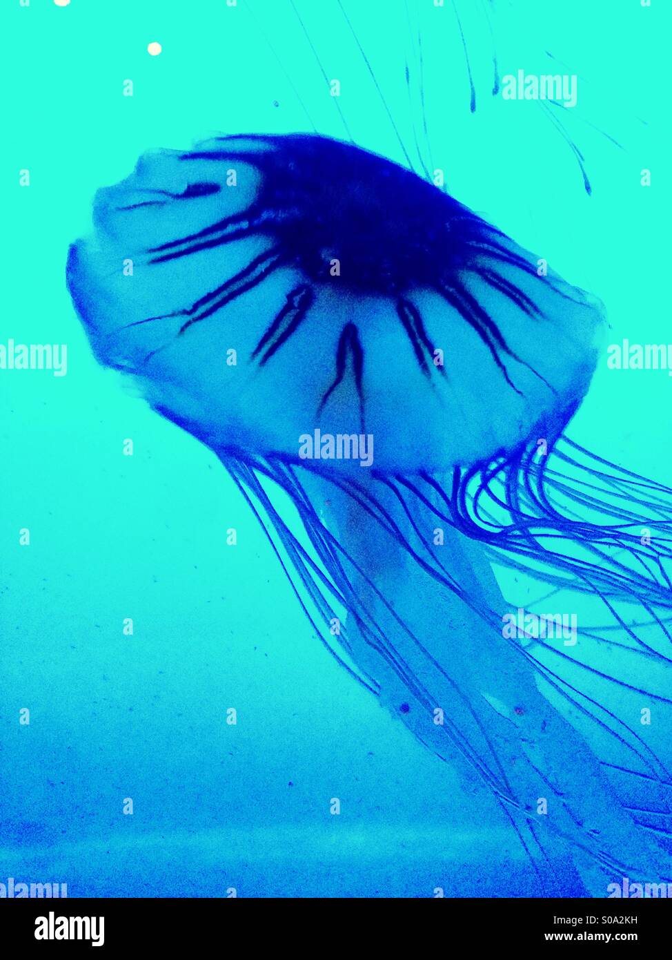 Quallen in einem aquarium - Smartphone-aufgenommenes Stockfoto