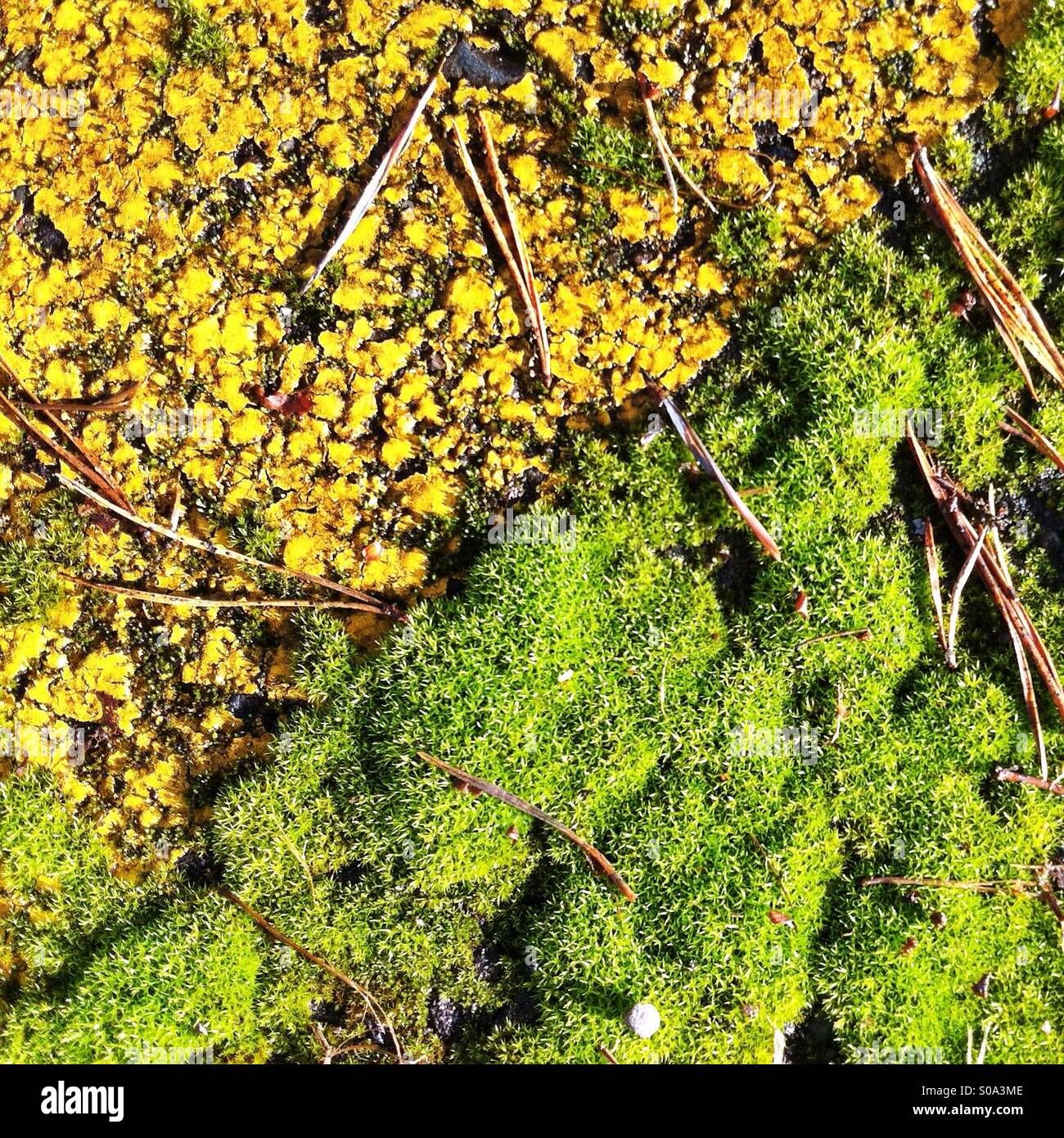 Abstrakte grüne und gelbe Farben von Moos und Straße zu malen, mit Tannennadeln - Smartphone-aufgenommenes Stockfoto
