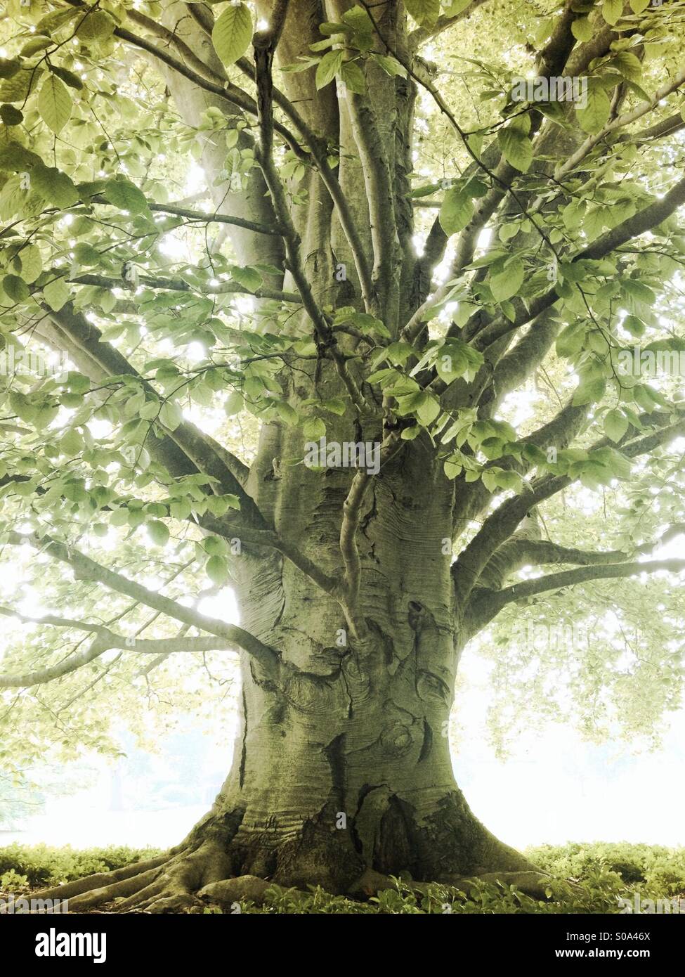 Alten Baum - Buche Stockfoto