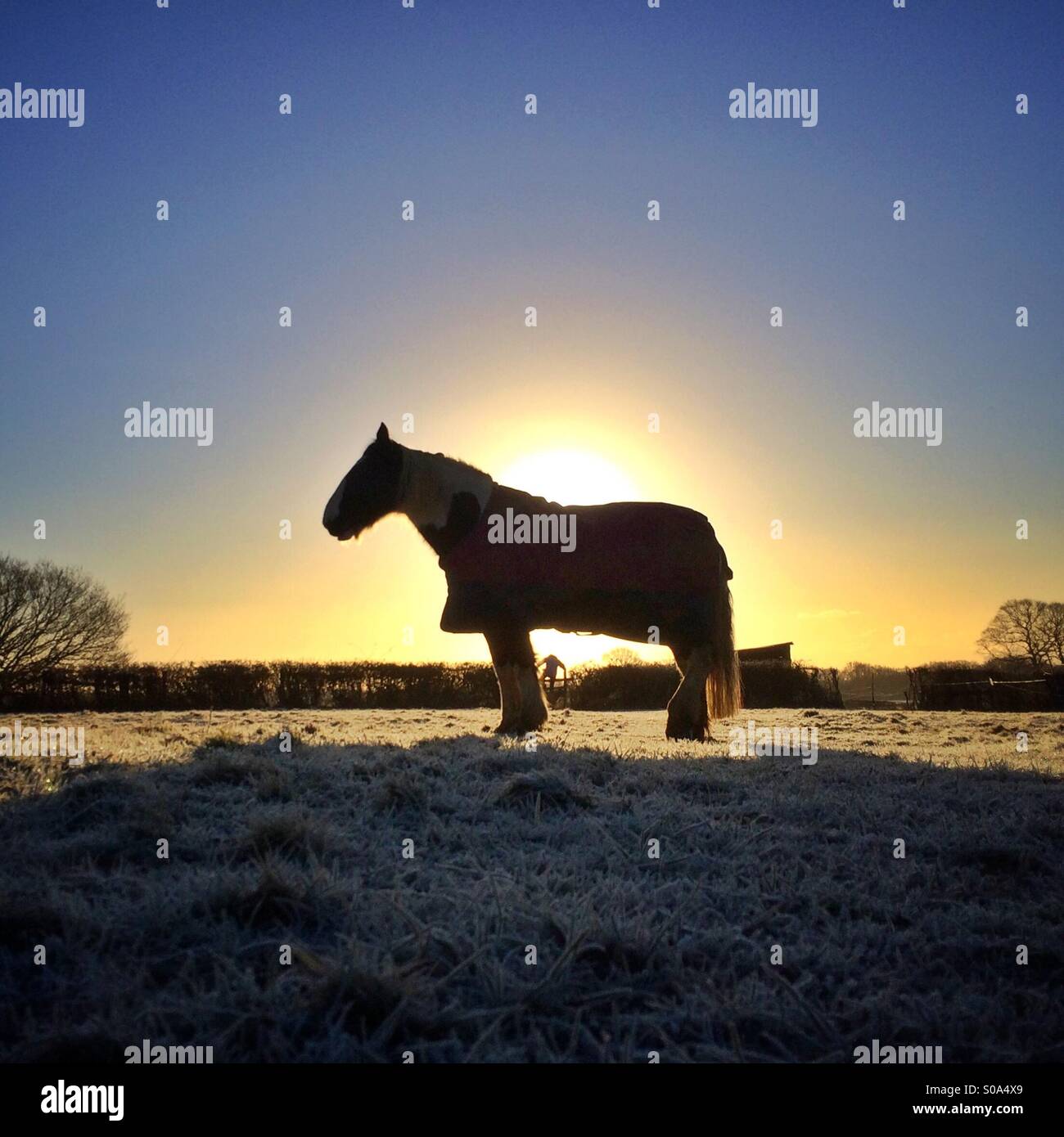 Silhouette des Pferdes in frostigen Bereich bei Sonnenaufgang Stockfoto