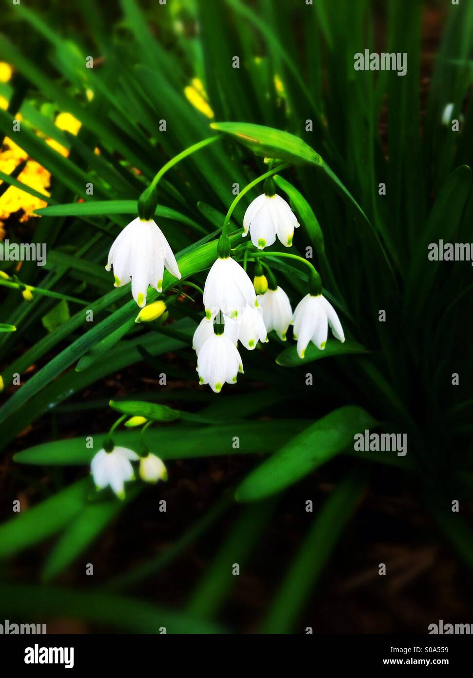 Weißen Tropfen schneeblumen Stockfoto