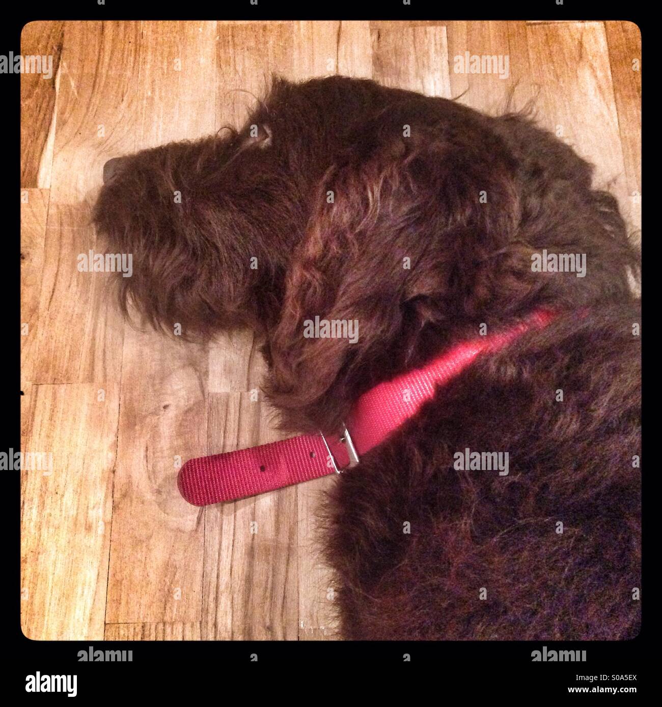 Schokolade braun Labradoodle Welpen tun ruhen auf dem Boden Stockfoto