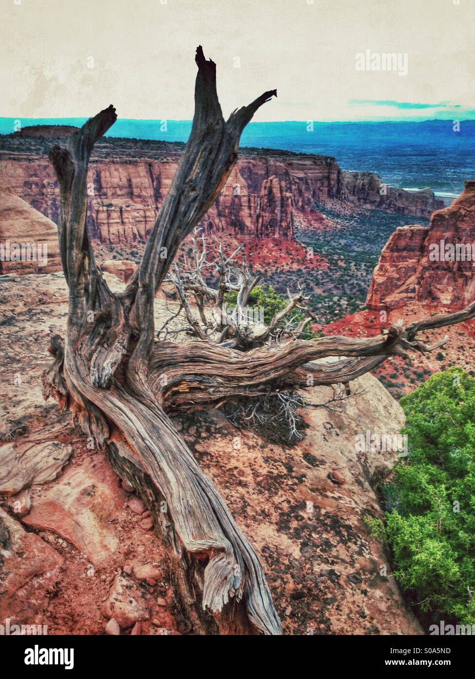 Toter Baum auf einer Klippe. - Smartphone-aufgenommenes Stockfoto