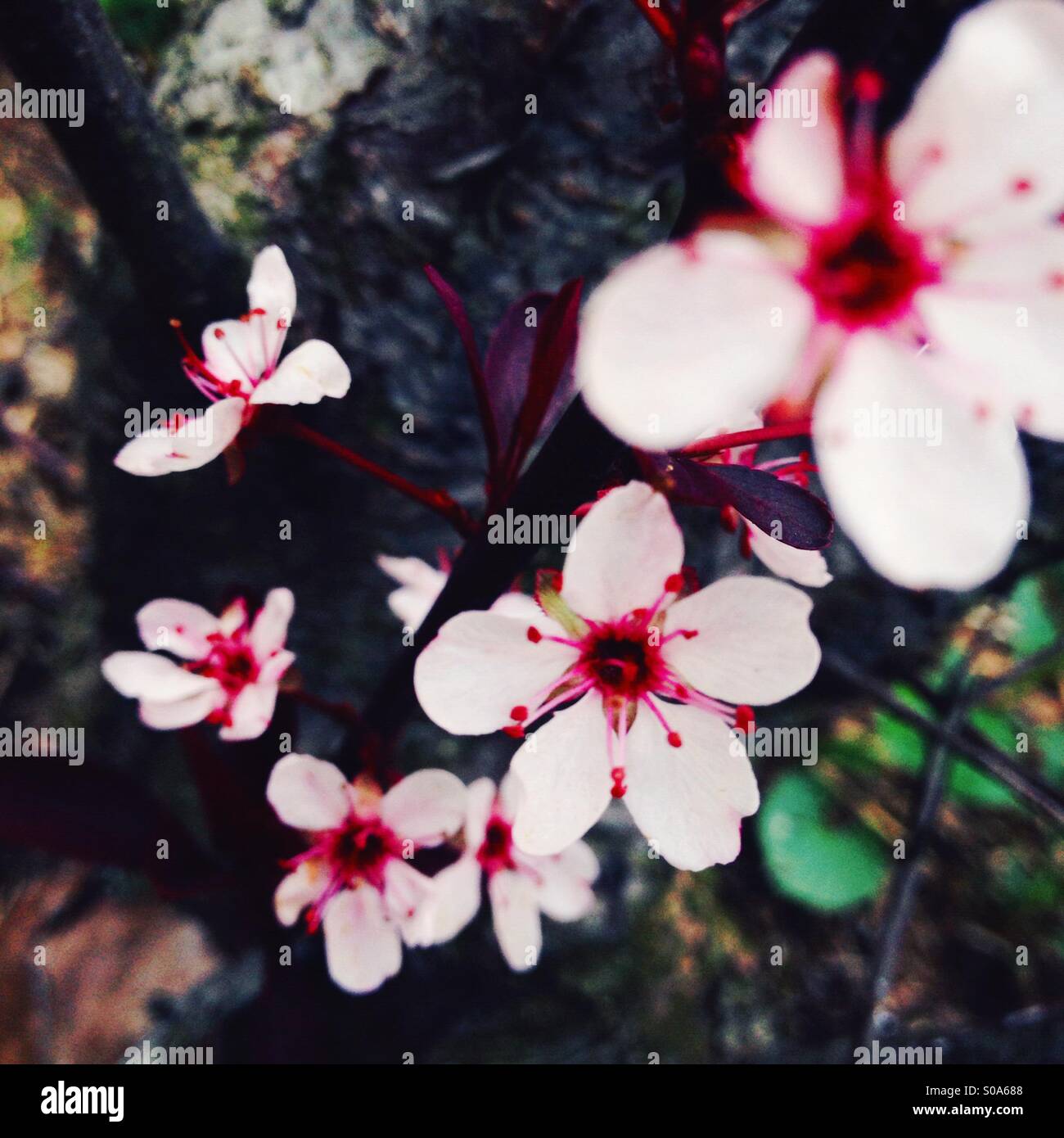 Blühende rote Knospe Baum Stockfoto