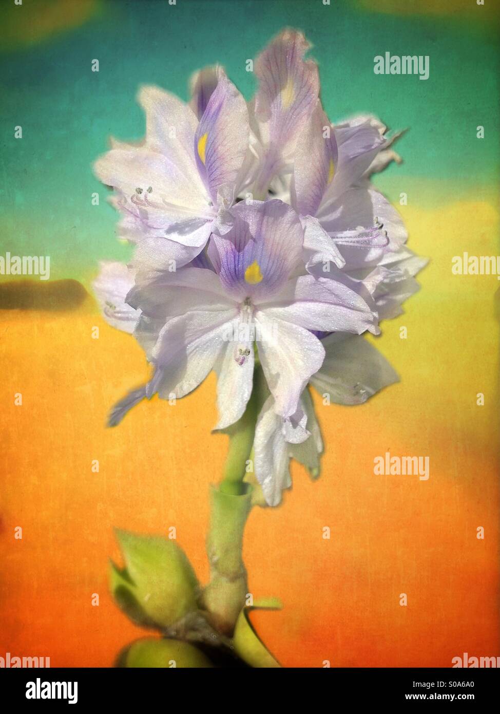 Wasser-Blume Stockfoto