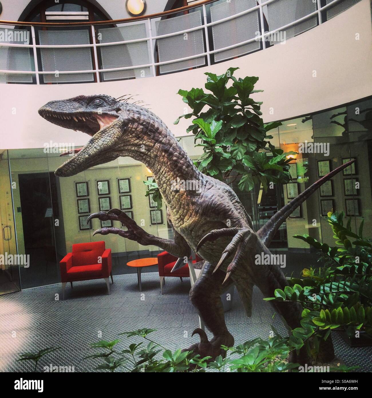 Velociraptor in der Lobby Stockfoto