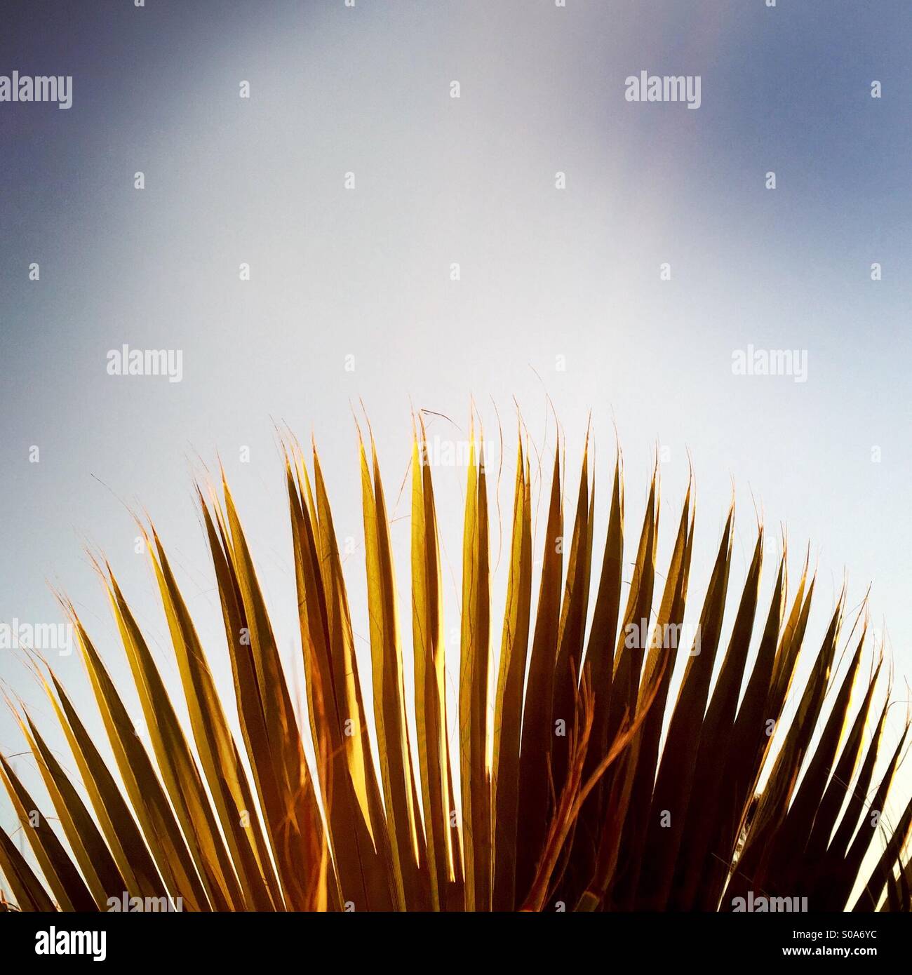 Ein Palm Leaf und blauer Himmel. Stockfoto