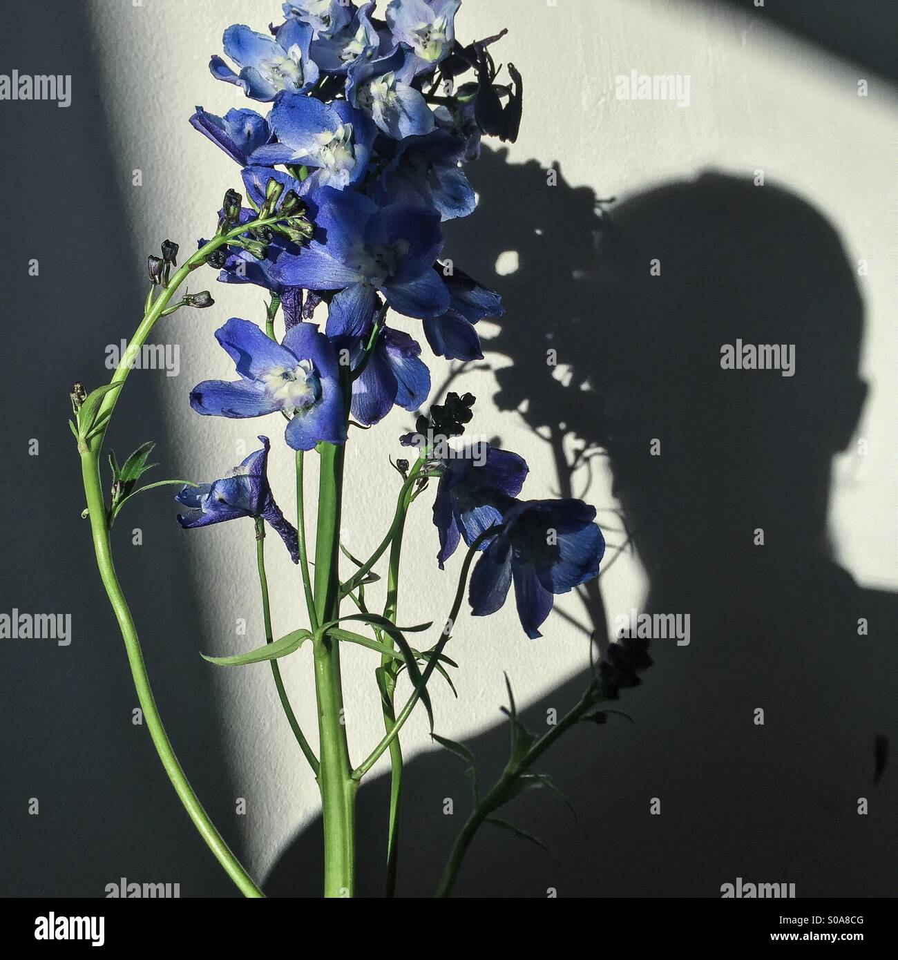 Schatten-Selfie mit Blume - Smartphone-aufgenommenes Stockfoto