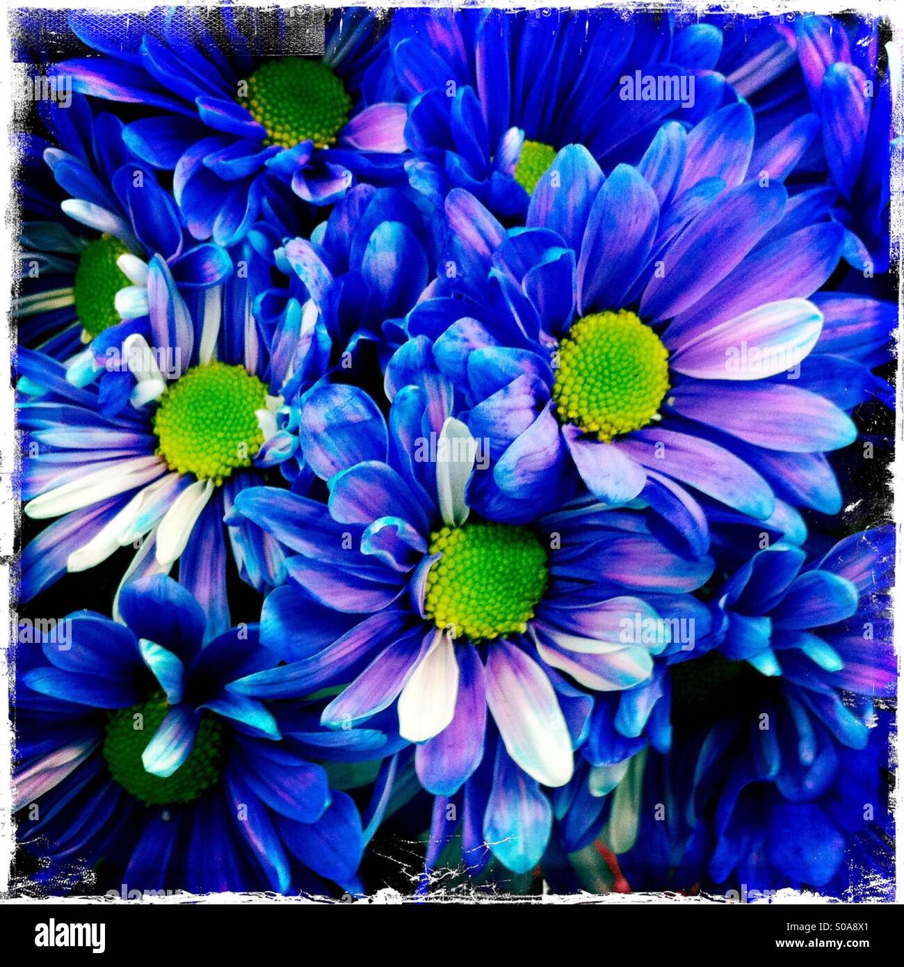 Wilde blaue Blumen Stockfoto