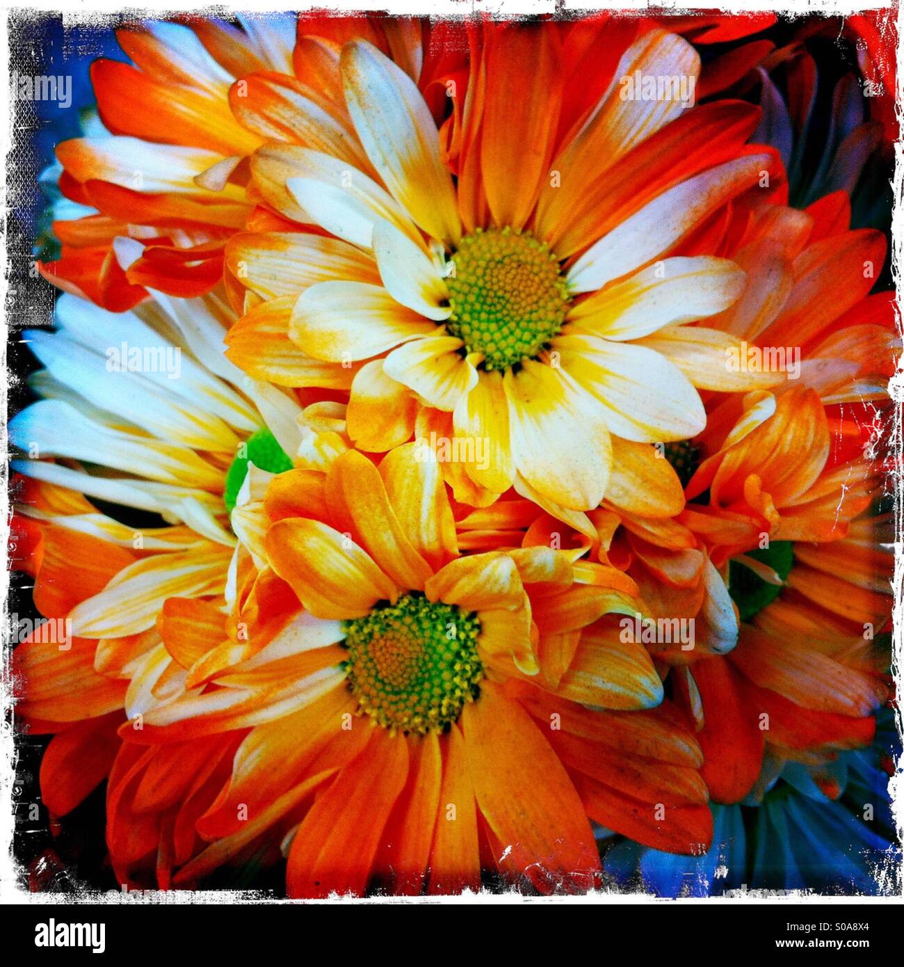 Orange Blumen Stockfoto