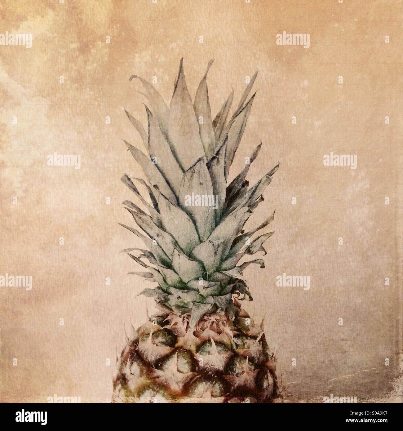 Ananas-Krone-Blätter Stockfoto