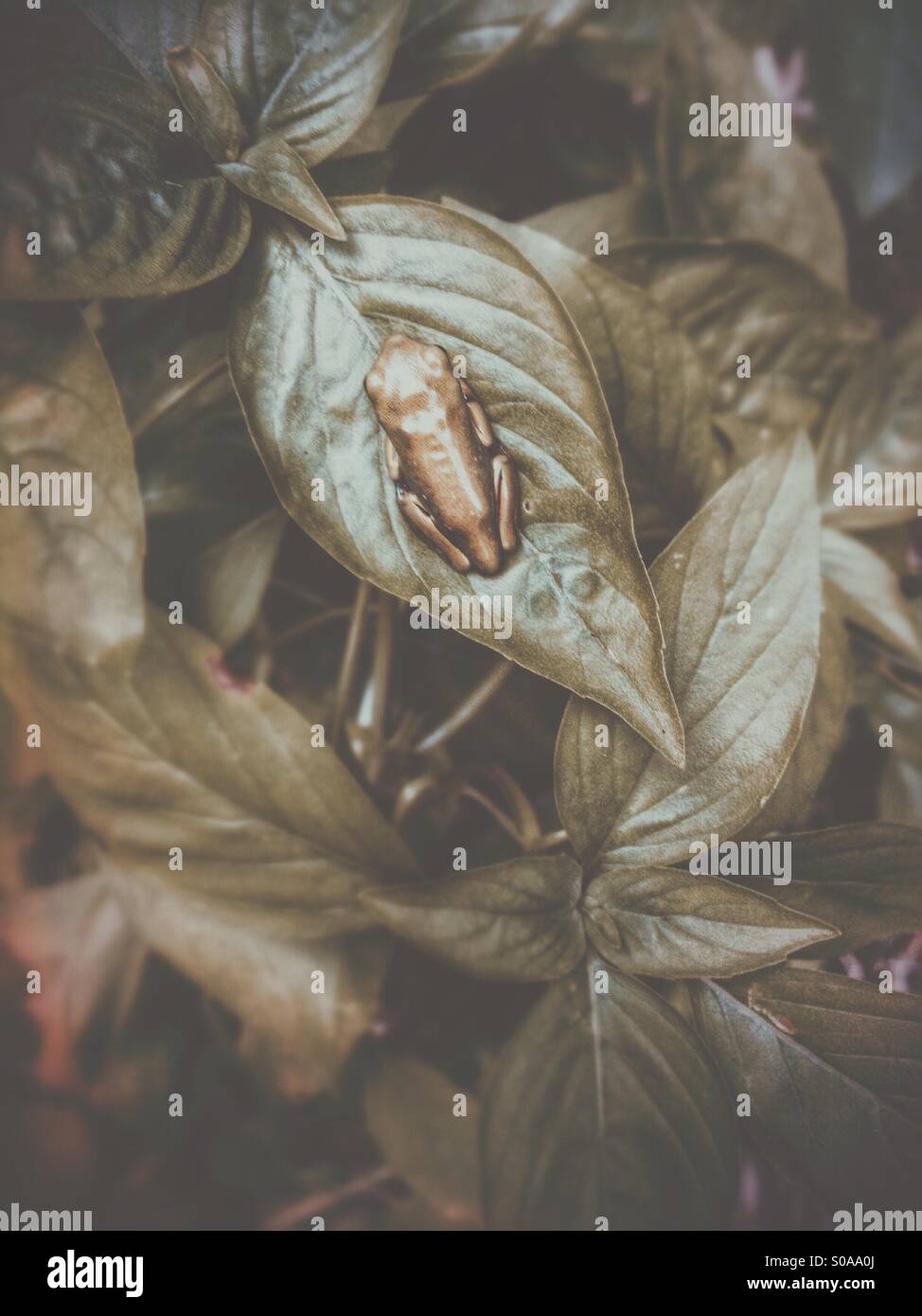 Baby Green Tree Frog auf einem Blatt. Stockfoto