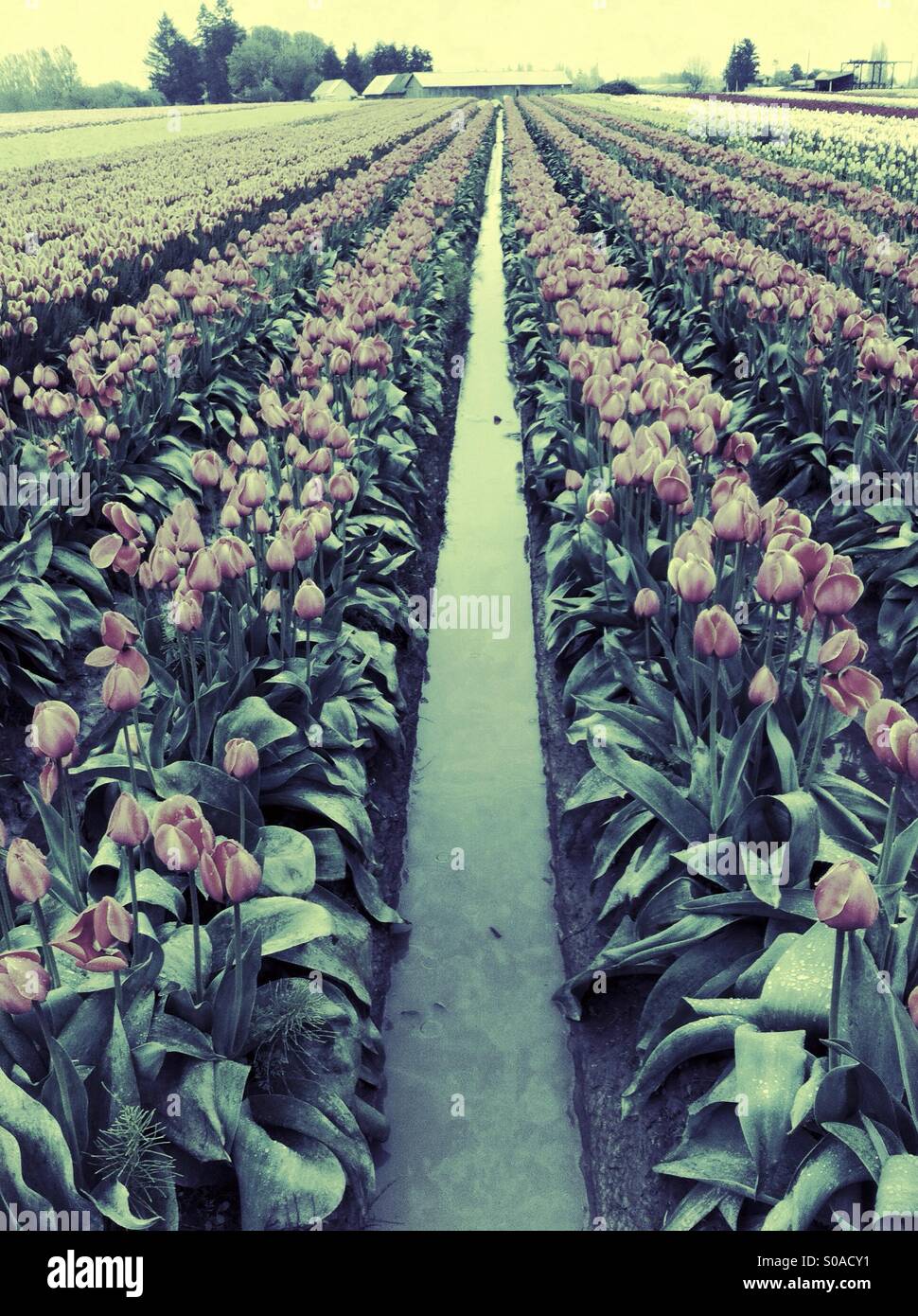 Reihen von Tulpen geteilt durch Graben mit Wasser Stockfoto