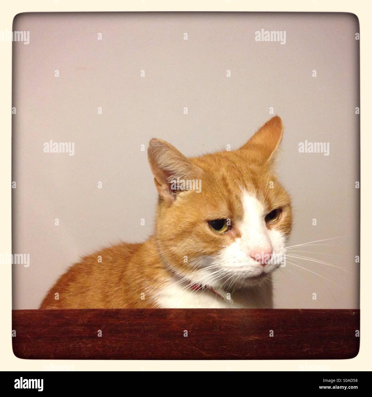 Ginger Tom cat Stockfoto