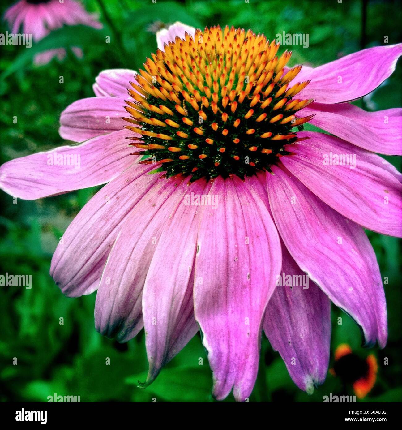 Nahaufnahme der Blüte rosa Sonnenhut - Smartphone-aufgenommenes Stockfoto