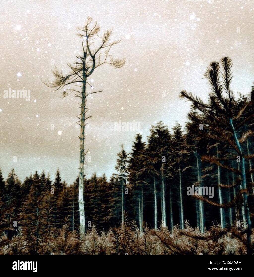 Bäume unter einem Himmel voller Sterne - Smartphone-aufgenommenes Stockfoto