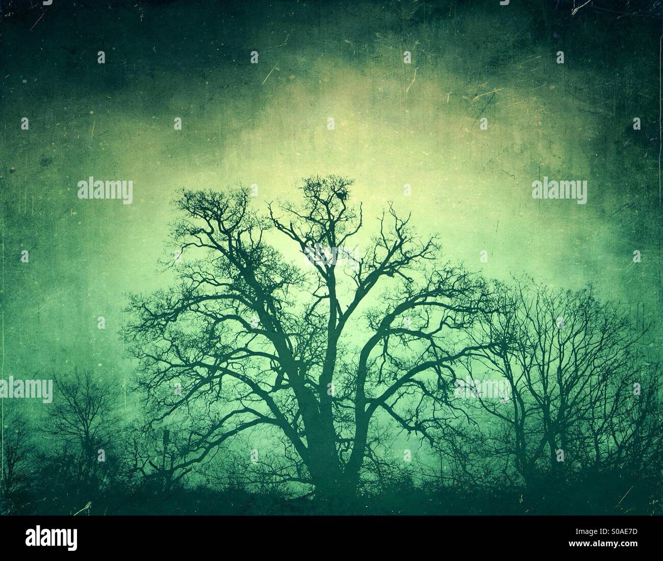 Eine nackte, blattlosen Baum im Winter in krassem Gegensatz gegen einen strukturierten hellgrünen Hintergrund. Stockfoto