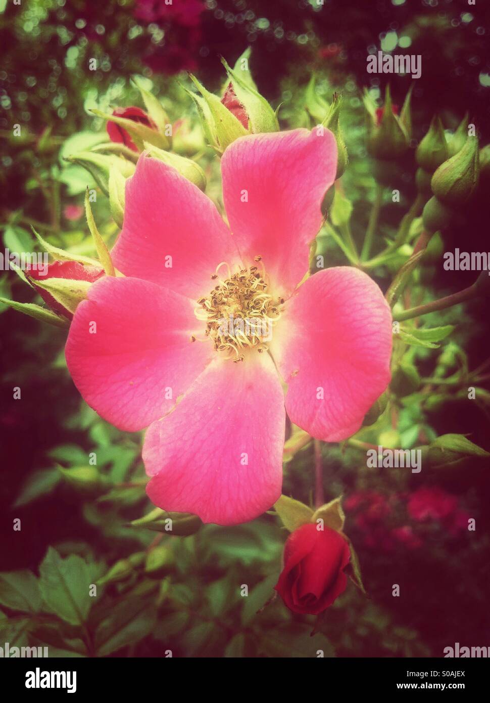 Rosa Rose mit Knospen Stockfoto