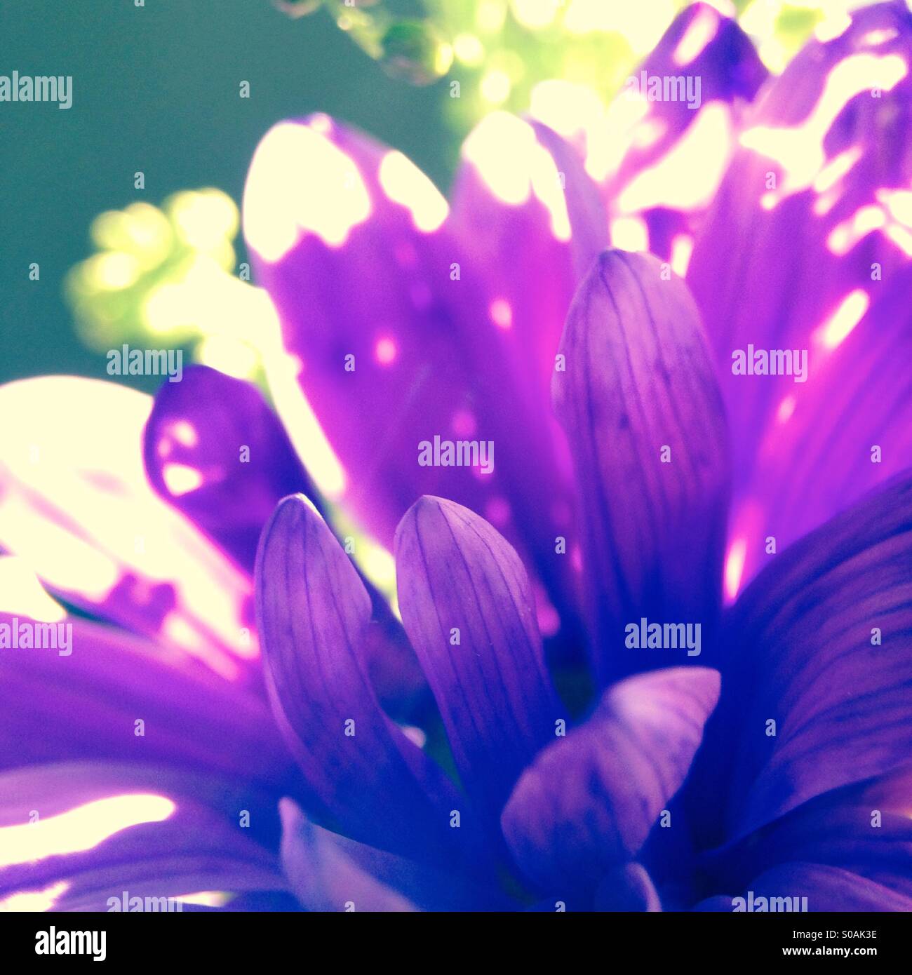 Lila Chrysanthemen Stockfoto