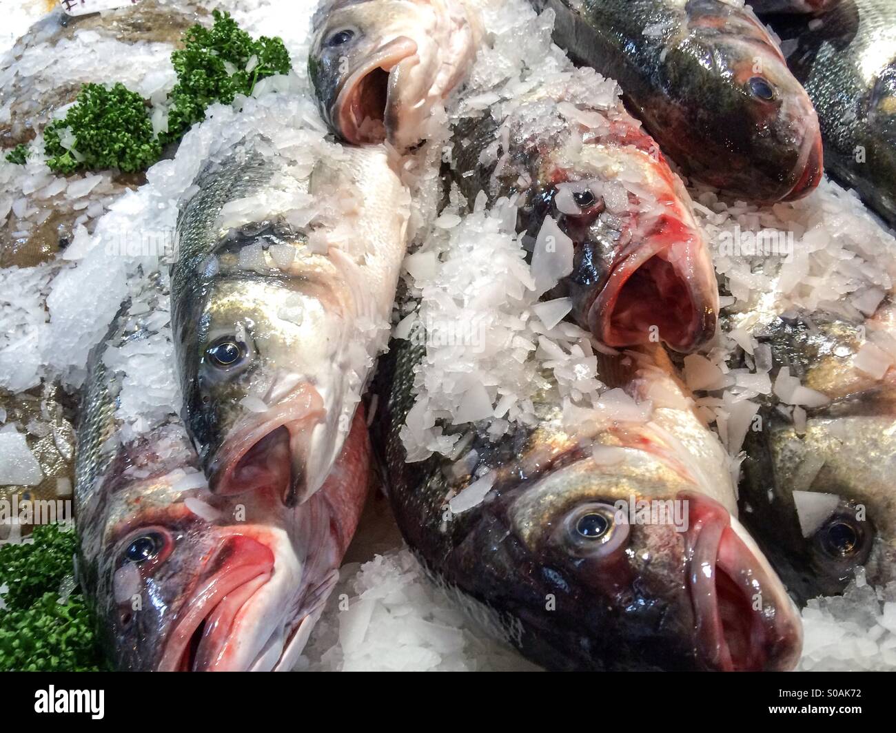 Frischer Fisch - Smartphone-aufgenommenes Stockfoto