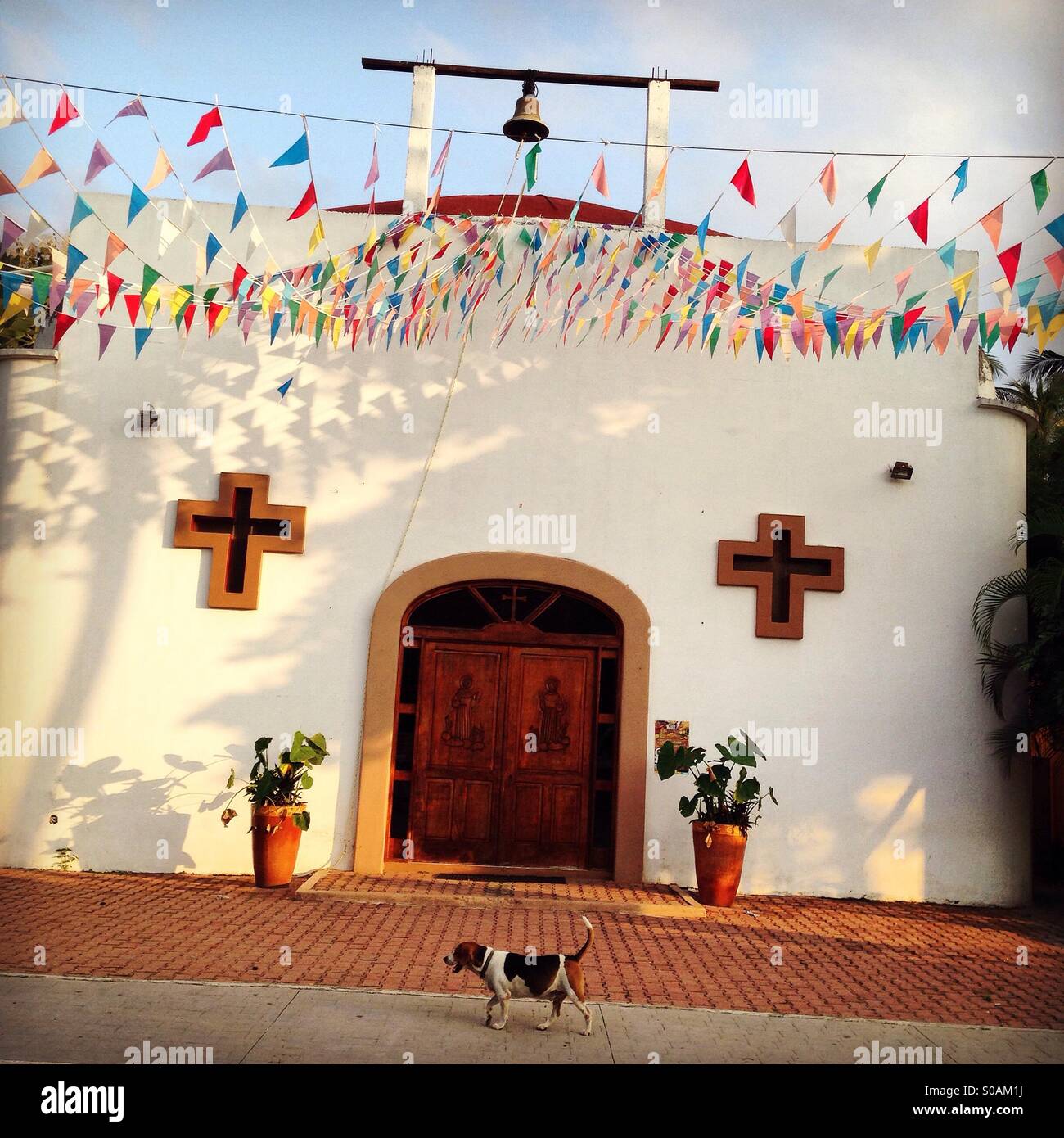 Hundewiesen vor einer Kirche in San Pancho, Nayarit, Mexiko Stockfoto