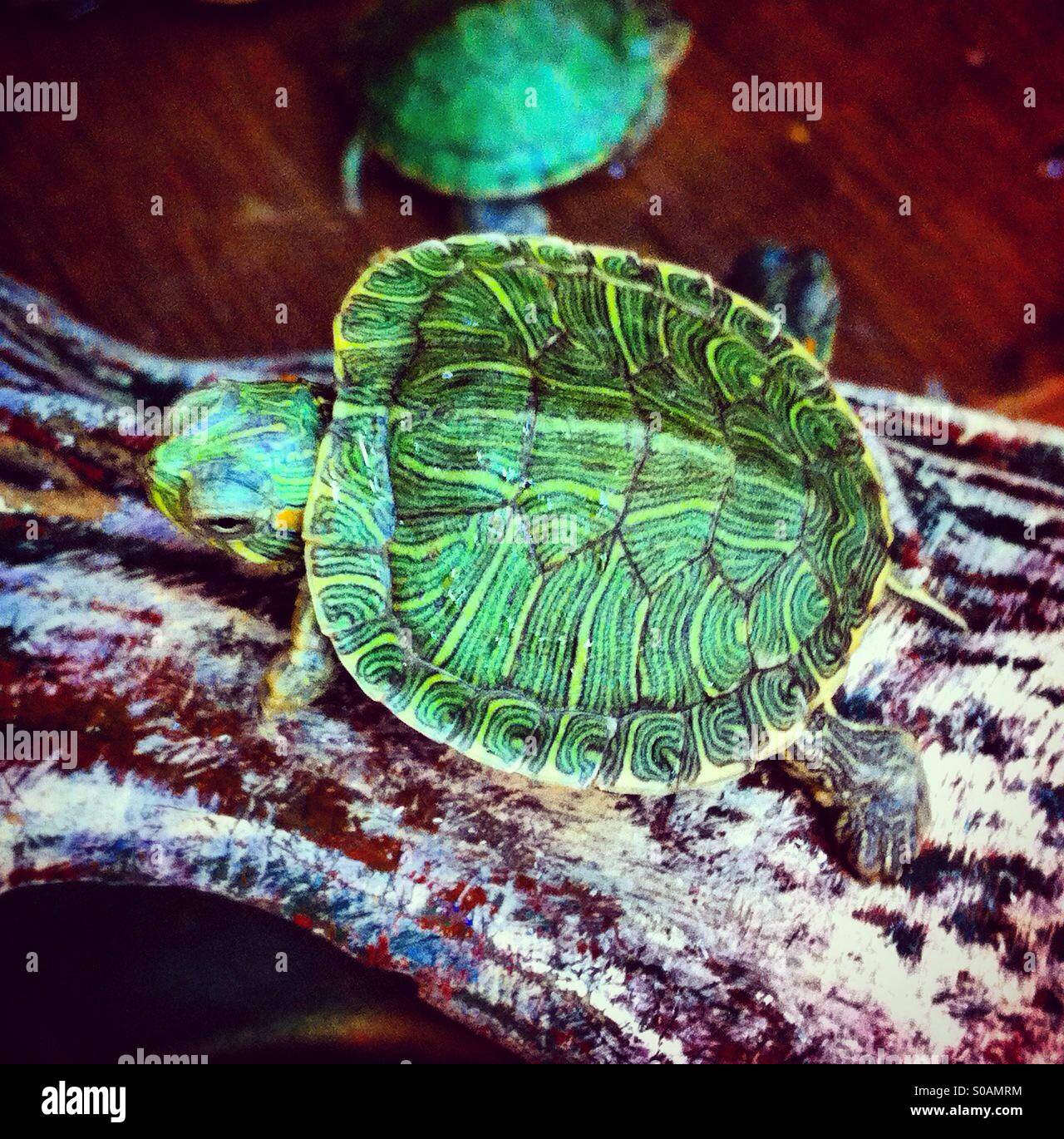 Baby-Schildkröte - Smartphone-aufgenommenes Stockfoto
