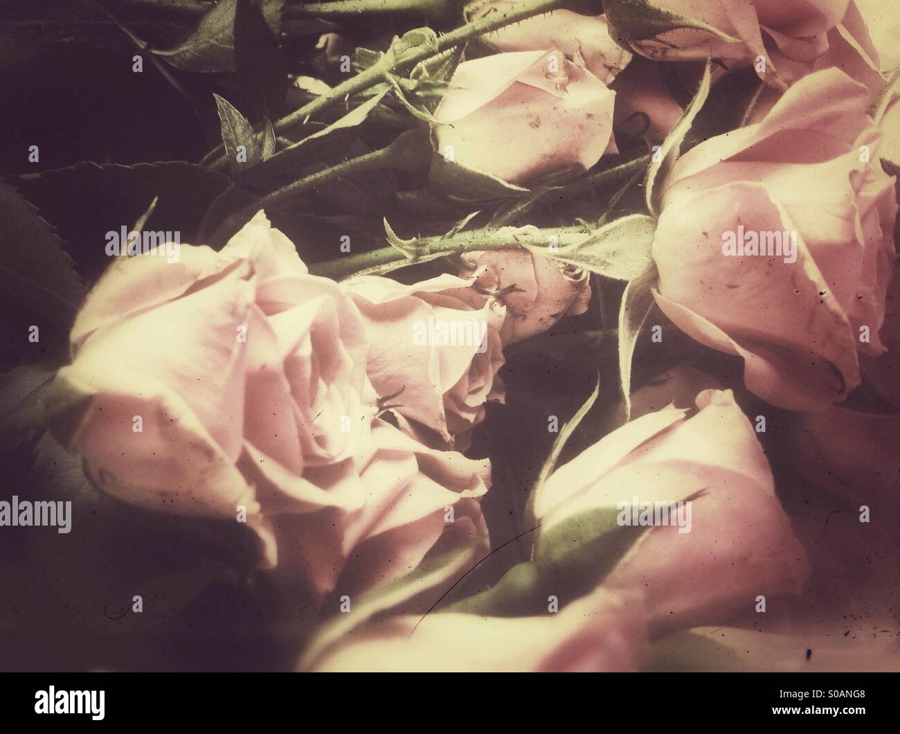 Staubigen rosa frische Rosen Stockfoto