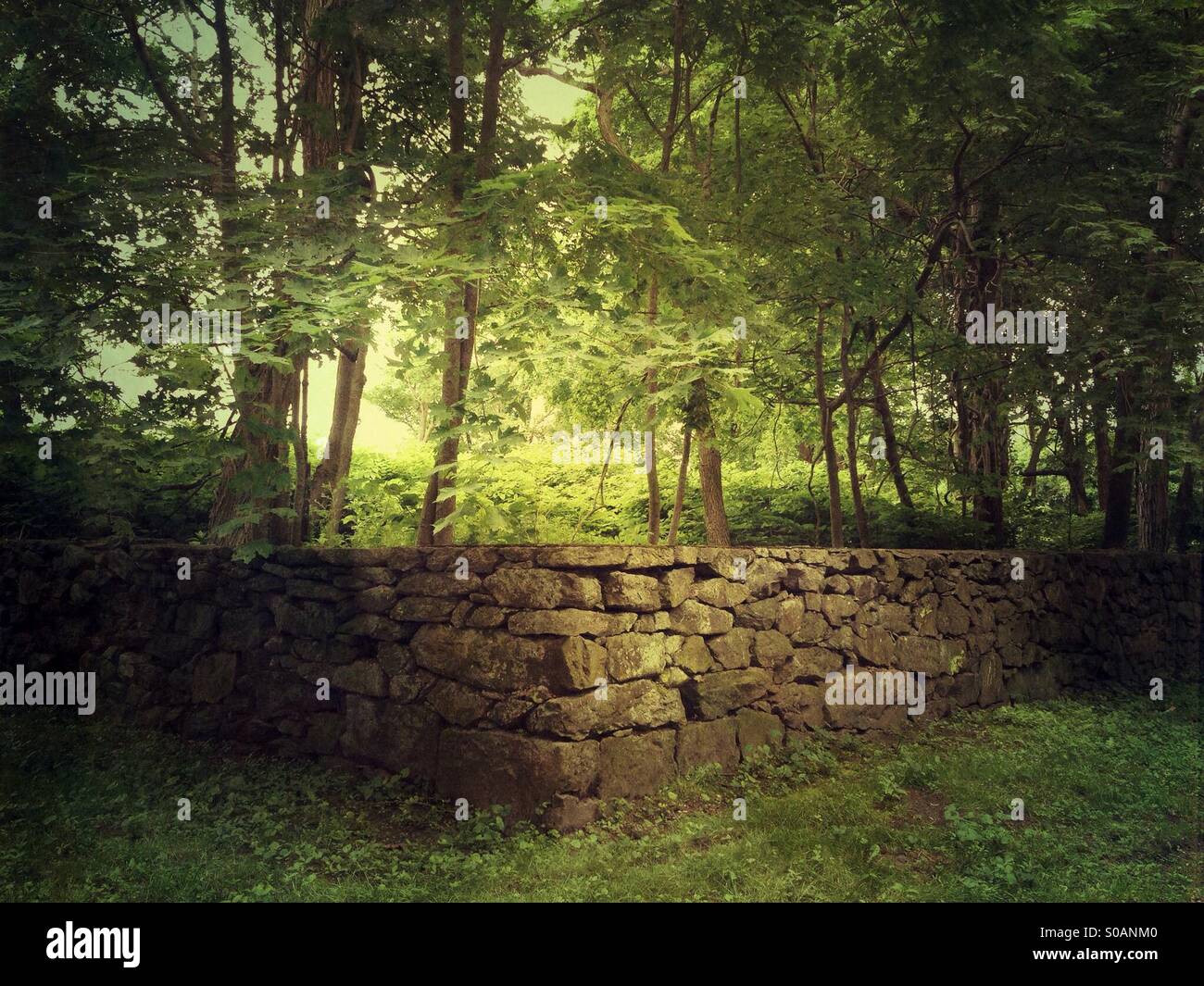 Die Wand im Wald versteckt Stockfoto