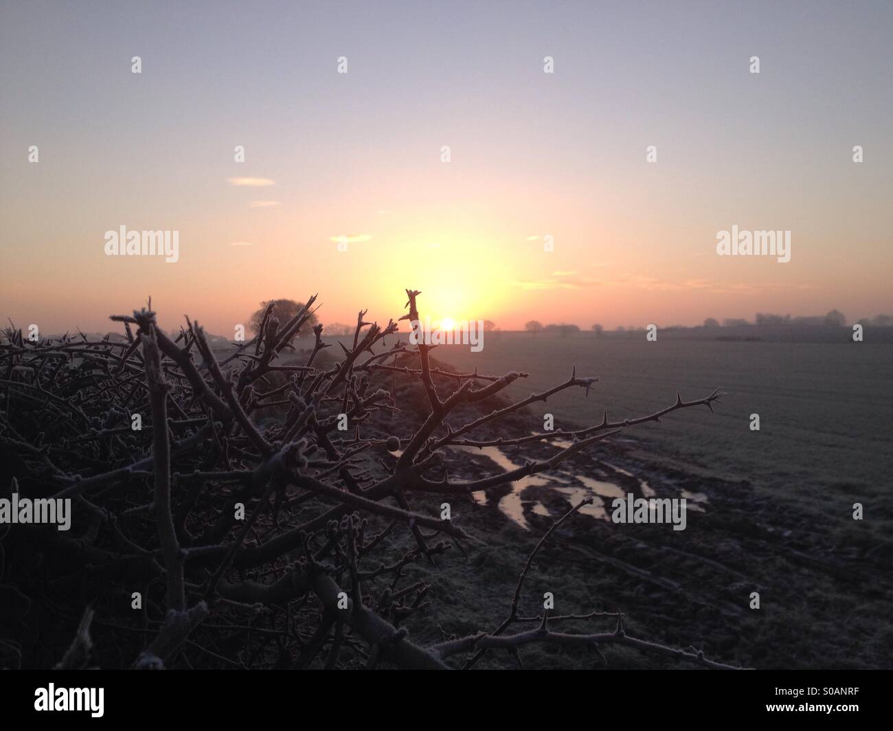 Brombeeren und einen Sonnenuntergang Stockfoto