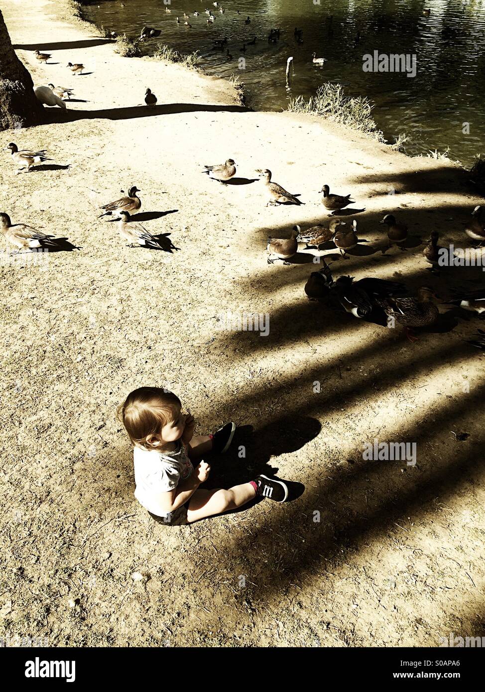 Ein Baby füttern Enten Stockfoto