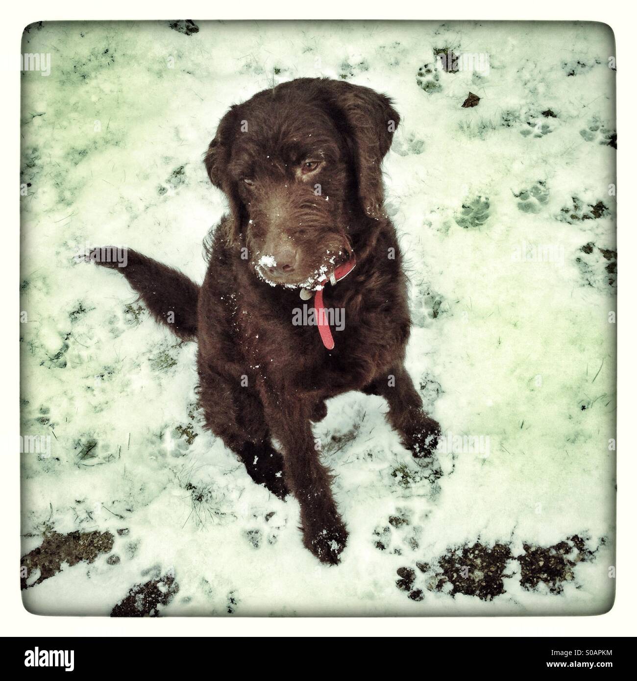 Labradoodle Hund im Schnee - Smartphone-aufgenommenes Stockfoto